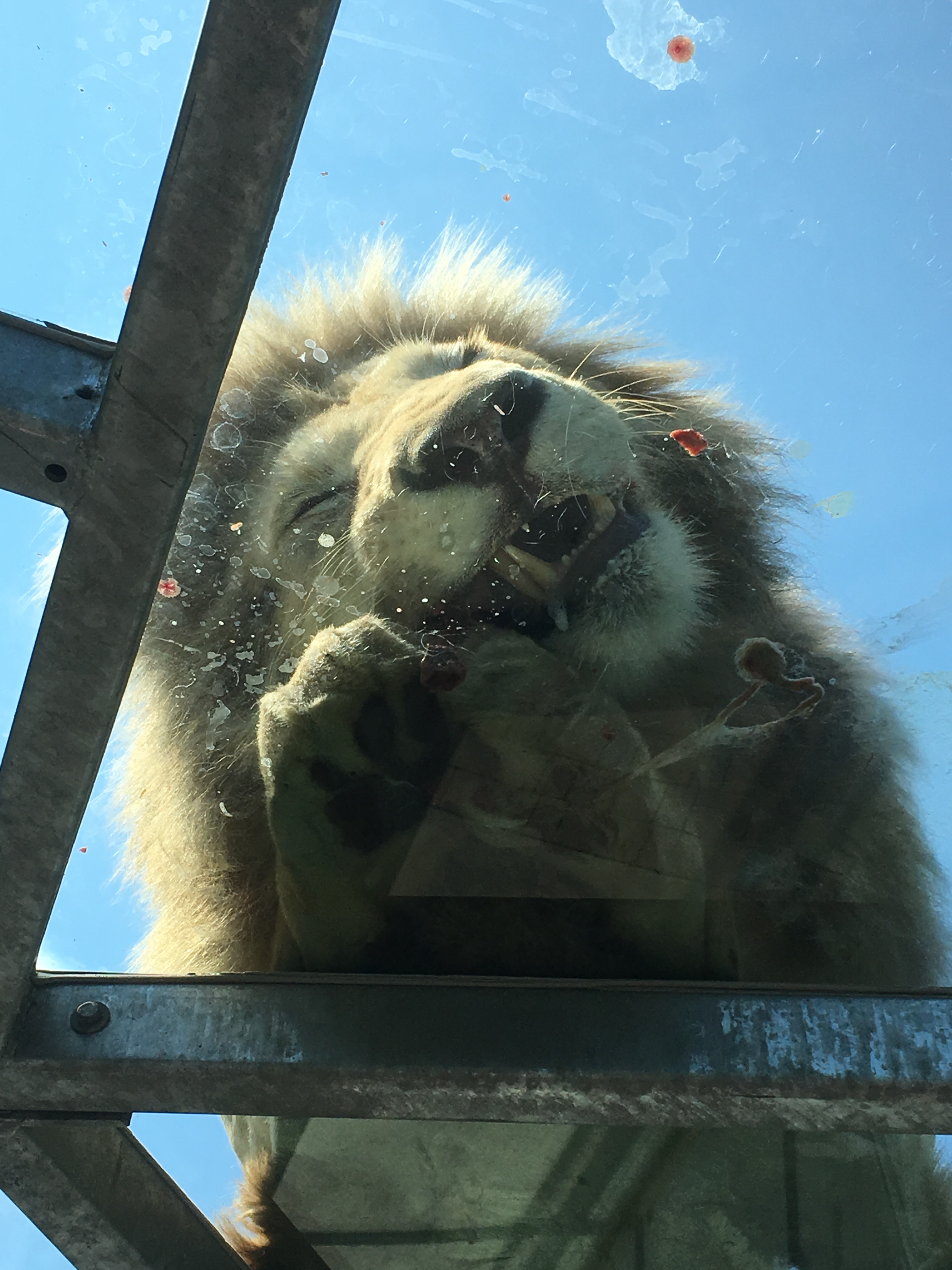 Un cas de rougeole au Parc Safari