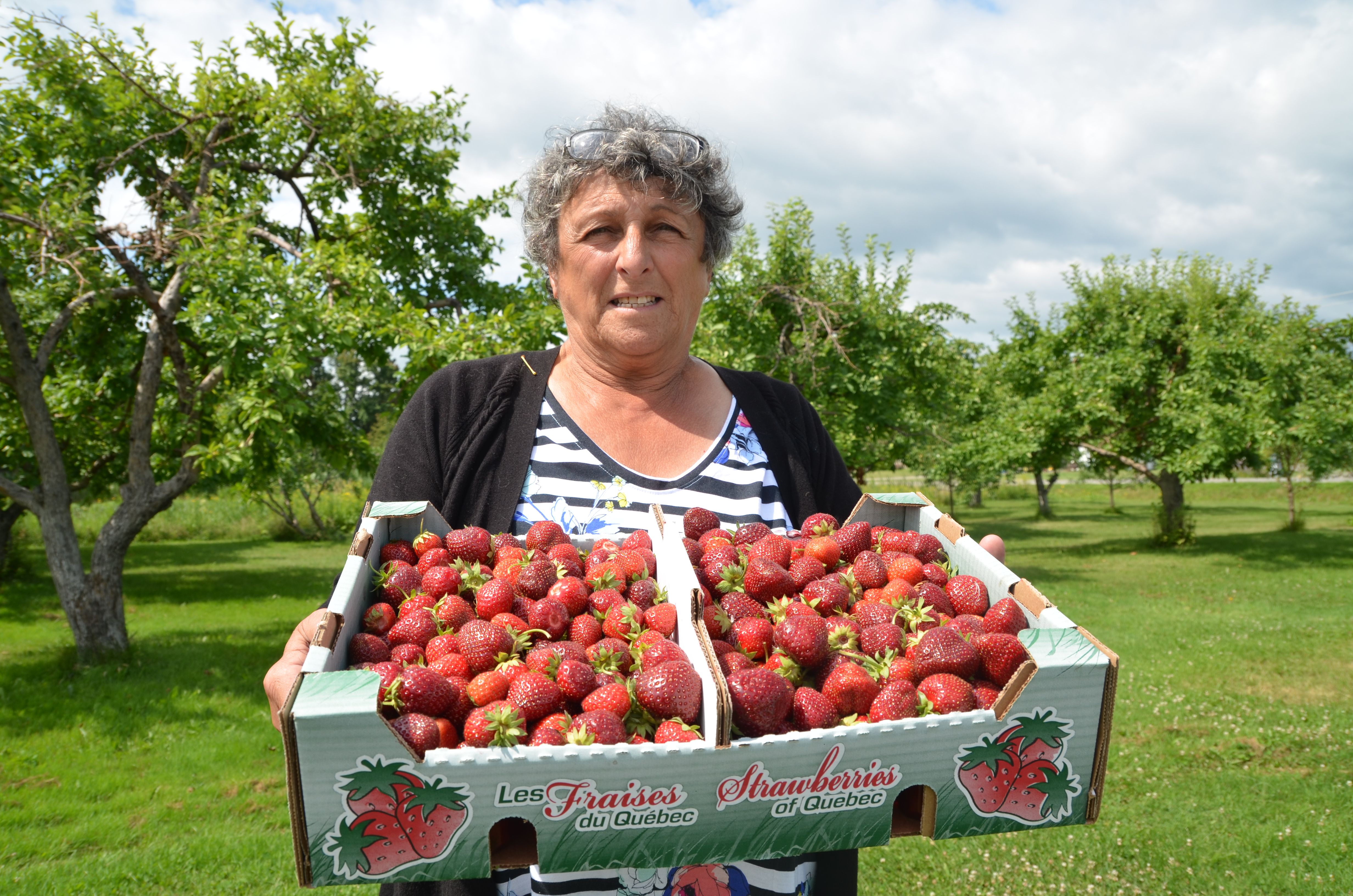 Les producteurs de fraises de la région satisfaits de leur saison