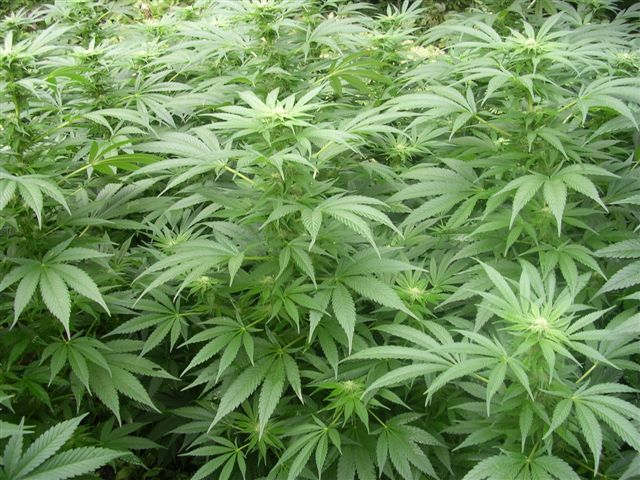 La SQ poursuit la lutte contre la production illégale de cannabis