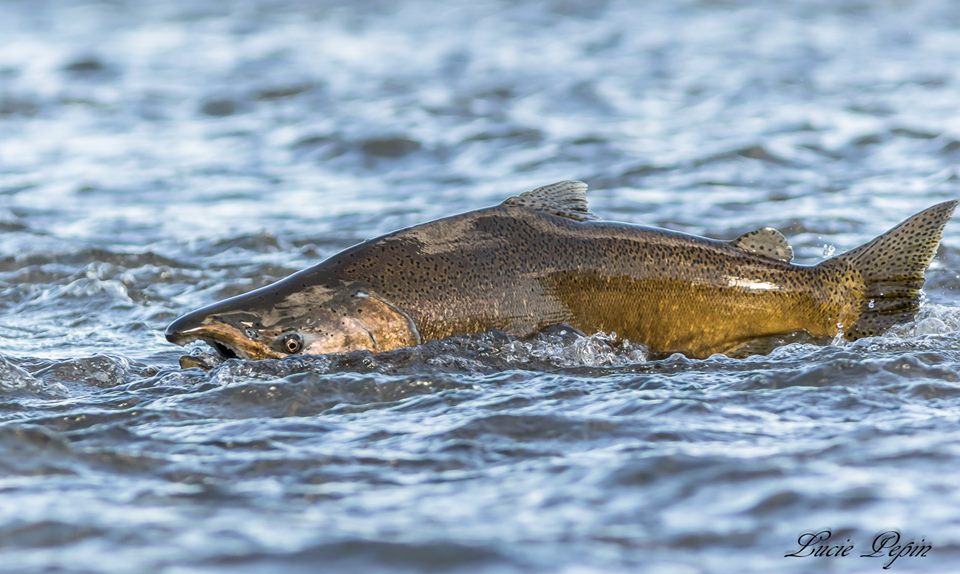 Saumon chinook capté sur le vif à Sainte-Martine
