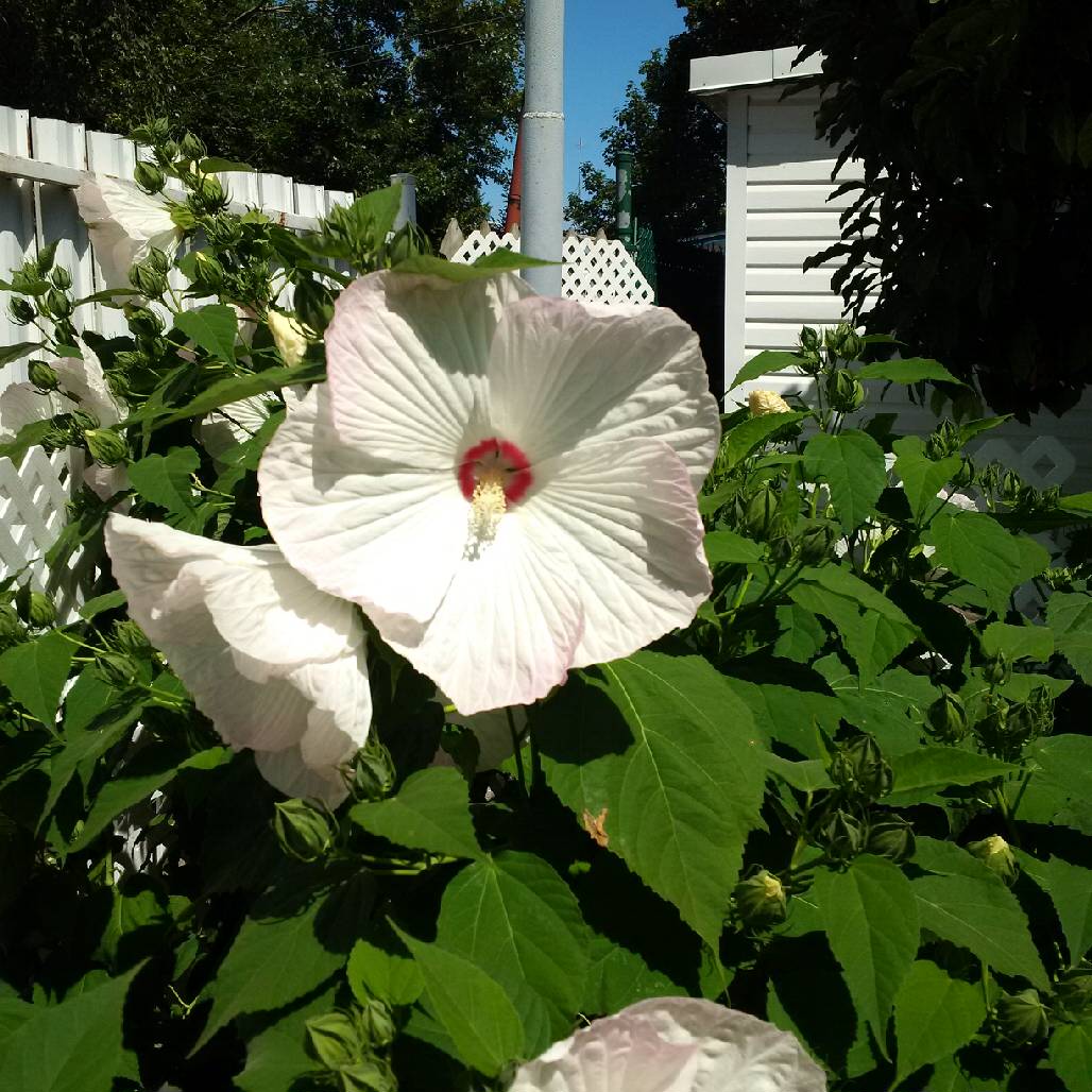 Des fleurs spectaculaires et éphémères dans sa cour à Beauharnois