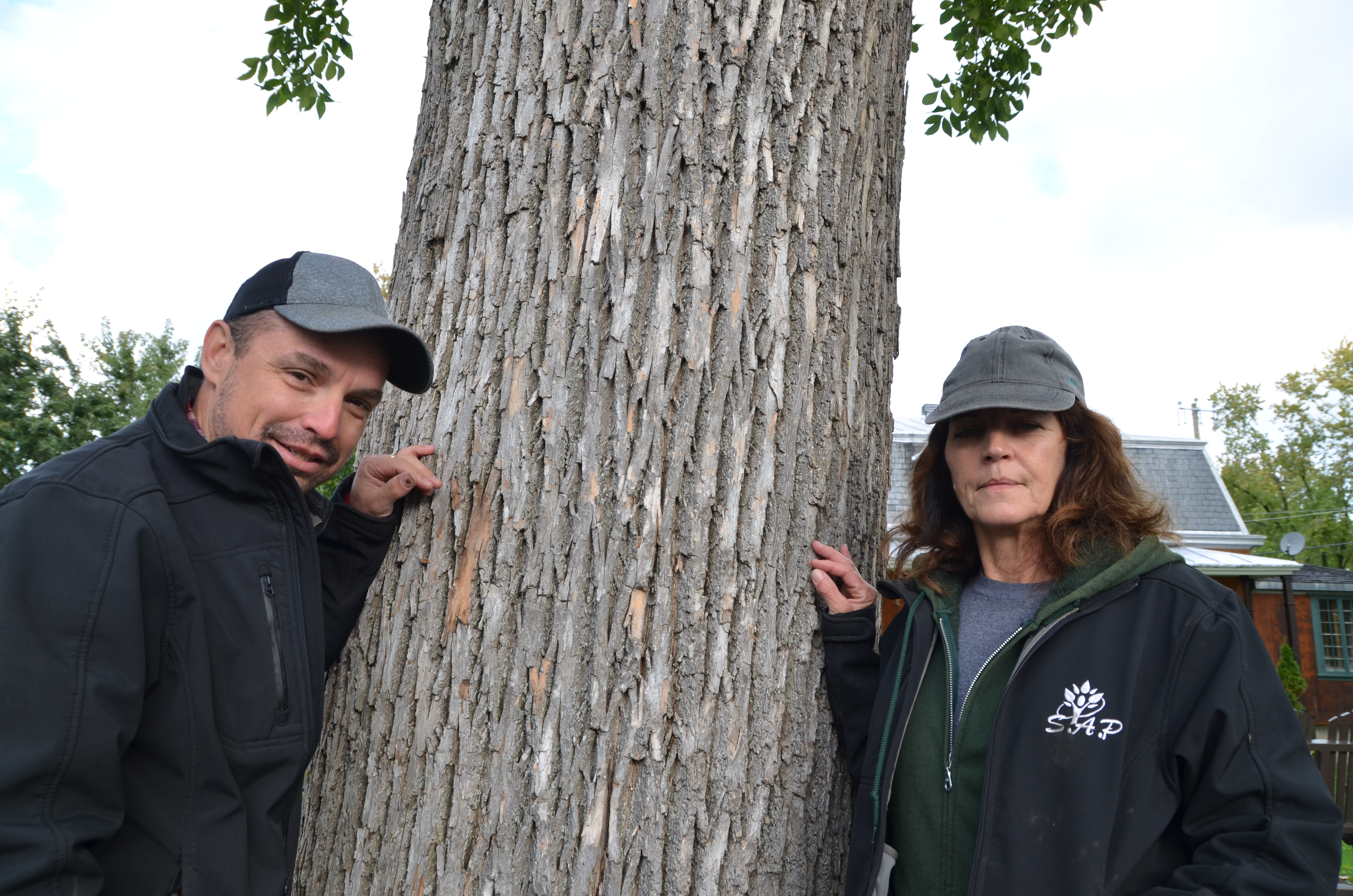 Dur combat pour sauver les frênes