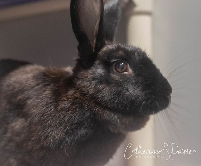 Image illustrant l'article: La SPCA Roussillon au secours de lapins domestiques errants