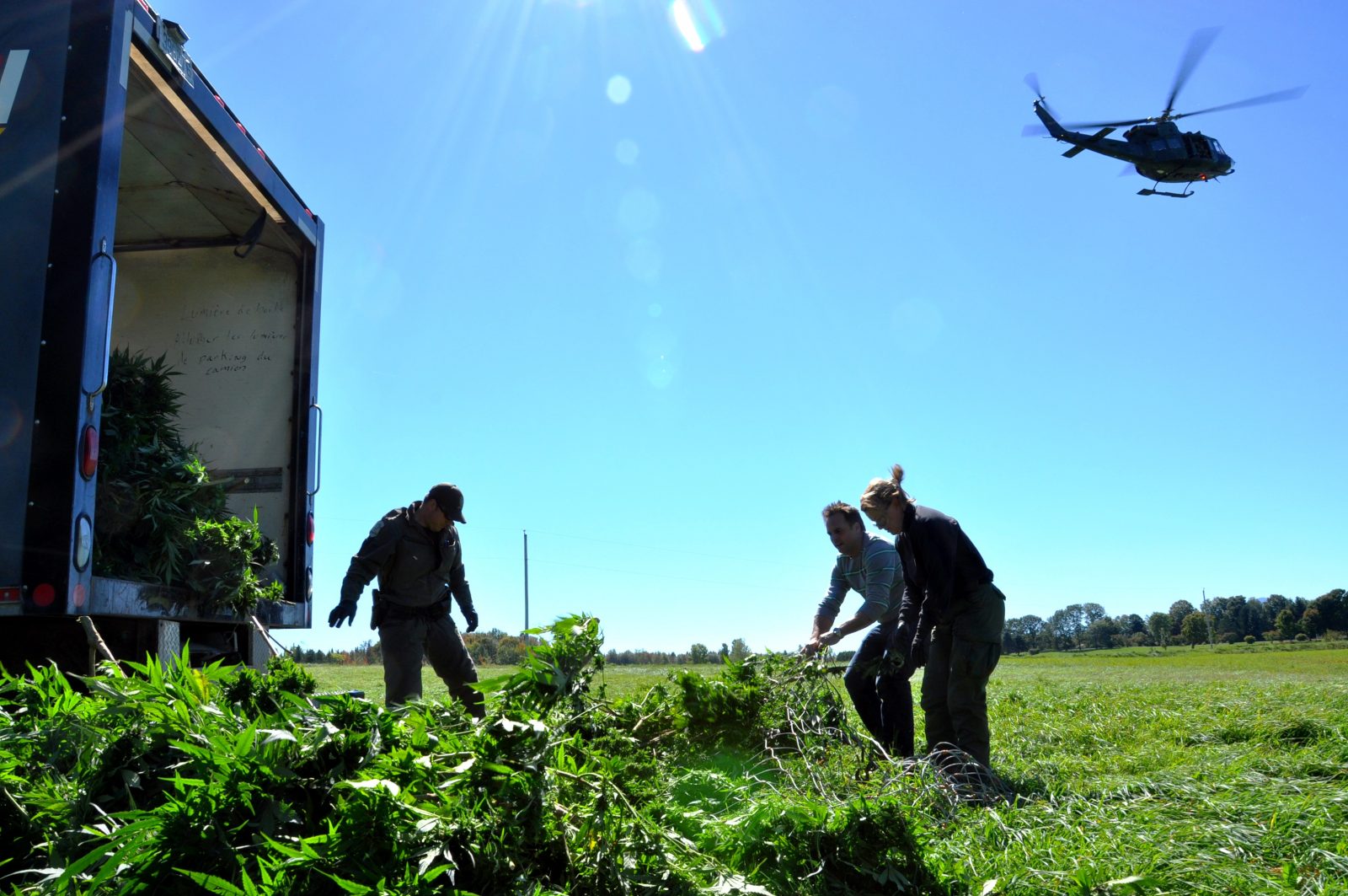La police récolte des plants de cannabis illégaux