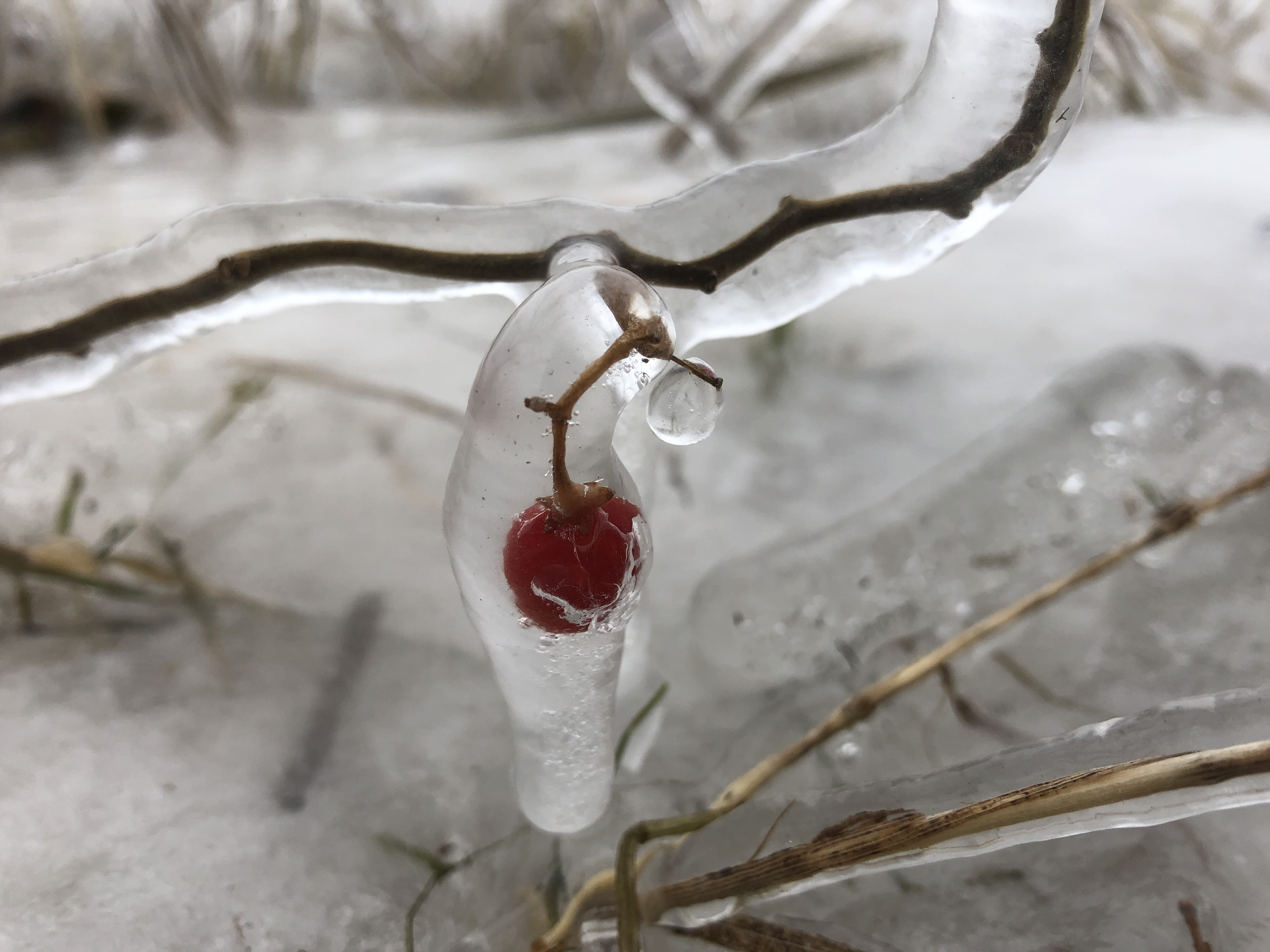 Le bord du lac Saint-Louis resplendit (bis)