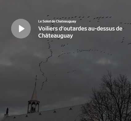 Voiliers d’outardes dans le ciel de Châteauguay (Vidéo)