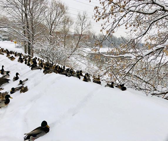 Canards fidèles à Châteauguay