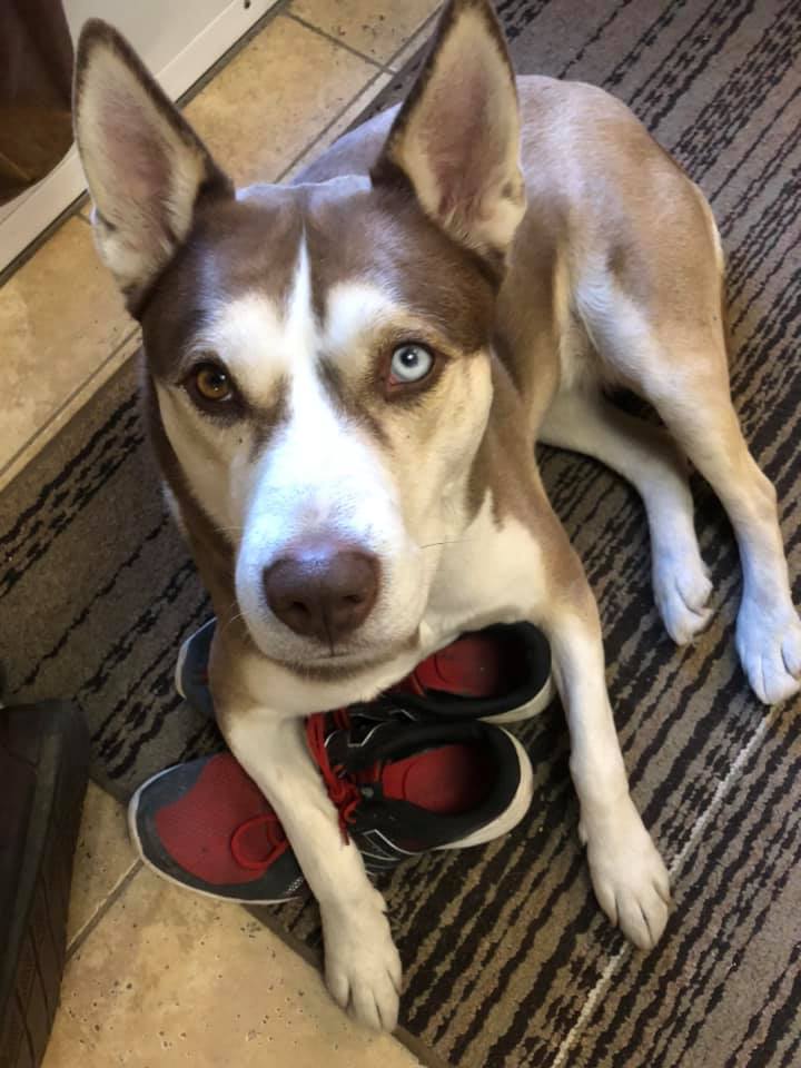 COVID-19 : La guerre en pantoufles