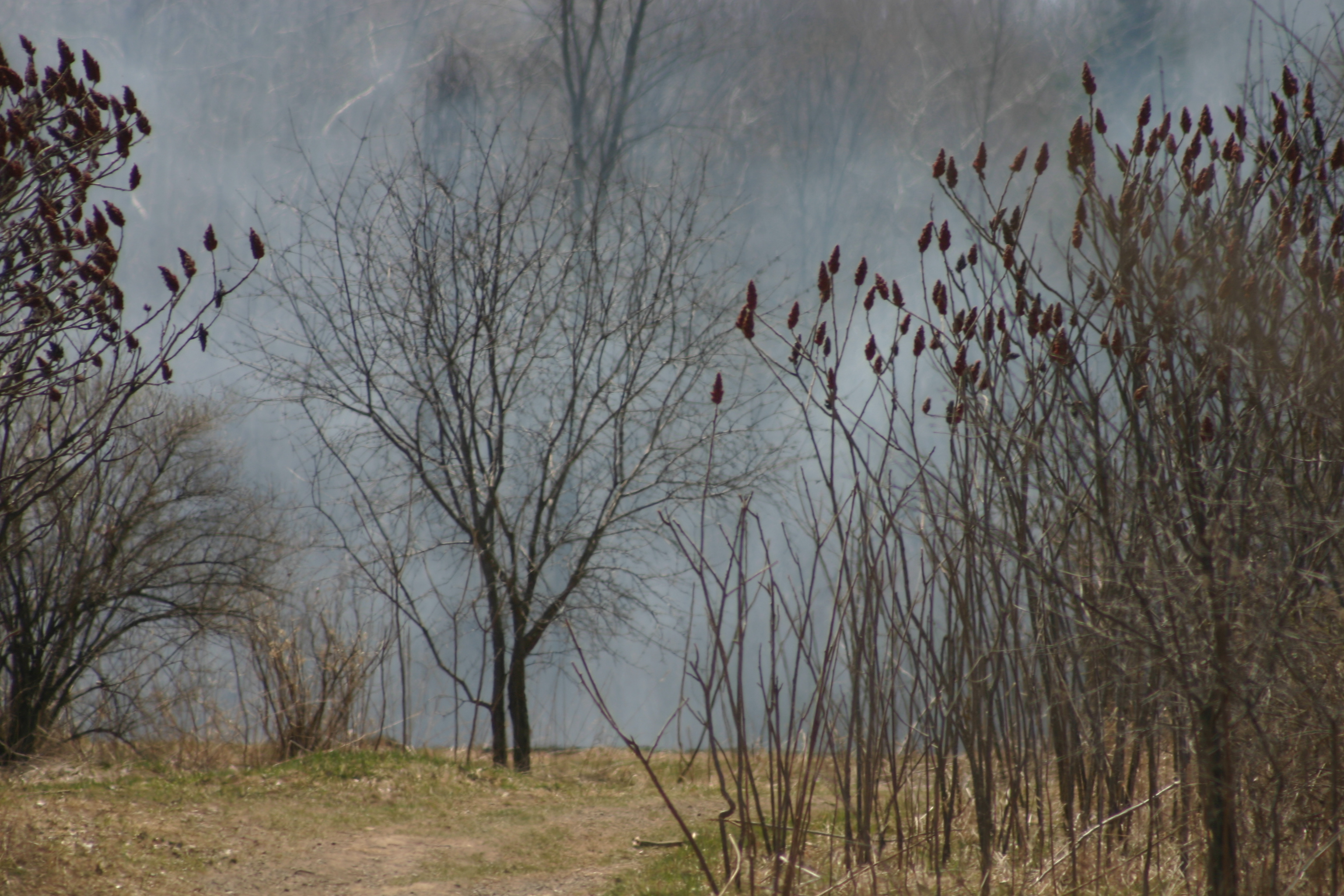 Three brushfires Wednesday