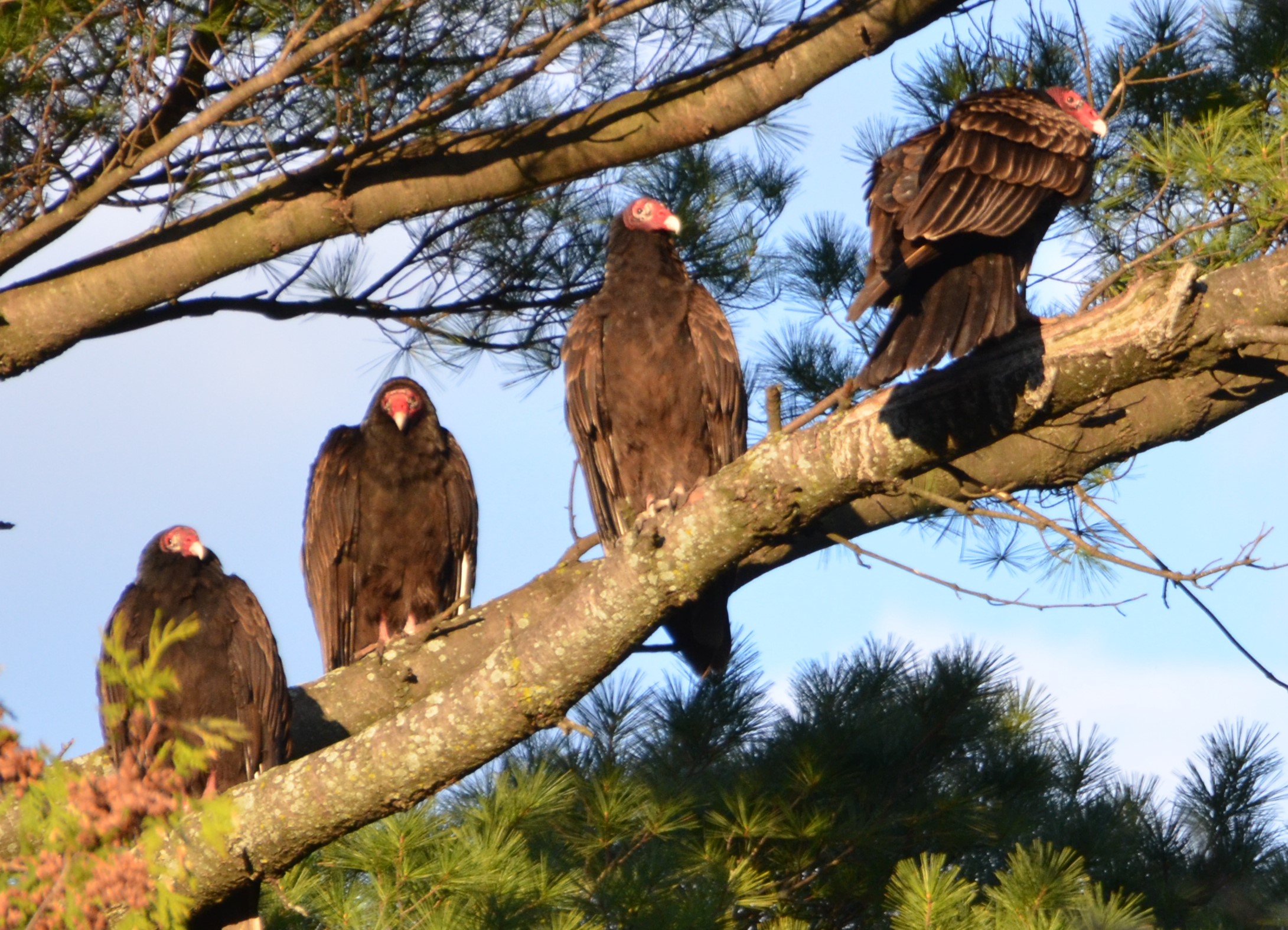 Image illustrant l'article: Les urubus ont des arbres chouchous à Châteauguay