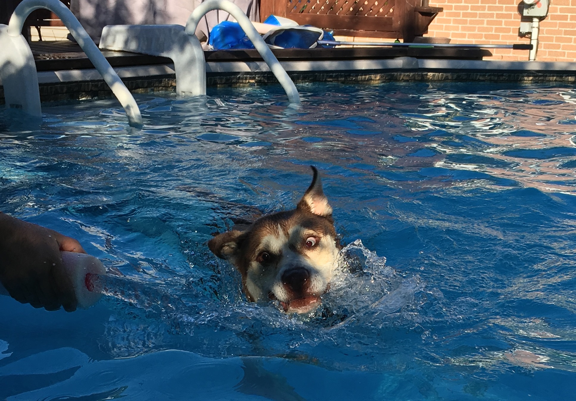 La mode est aux piscines