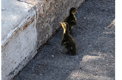 Ils sauvent 10 canetons tombés dans un égout