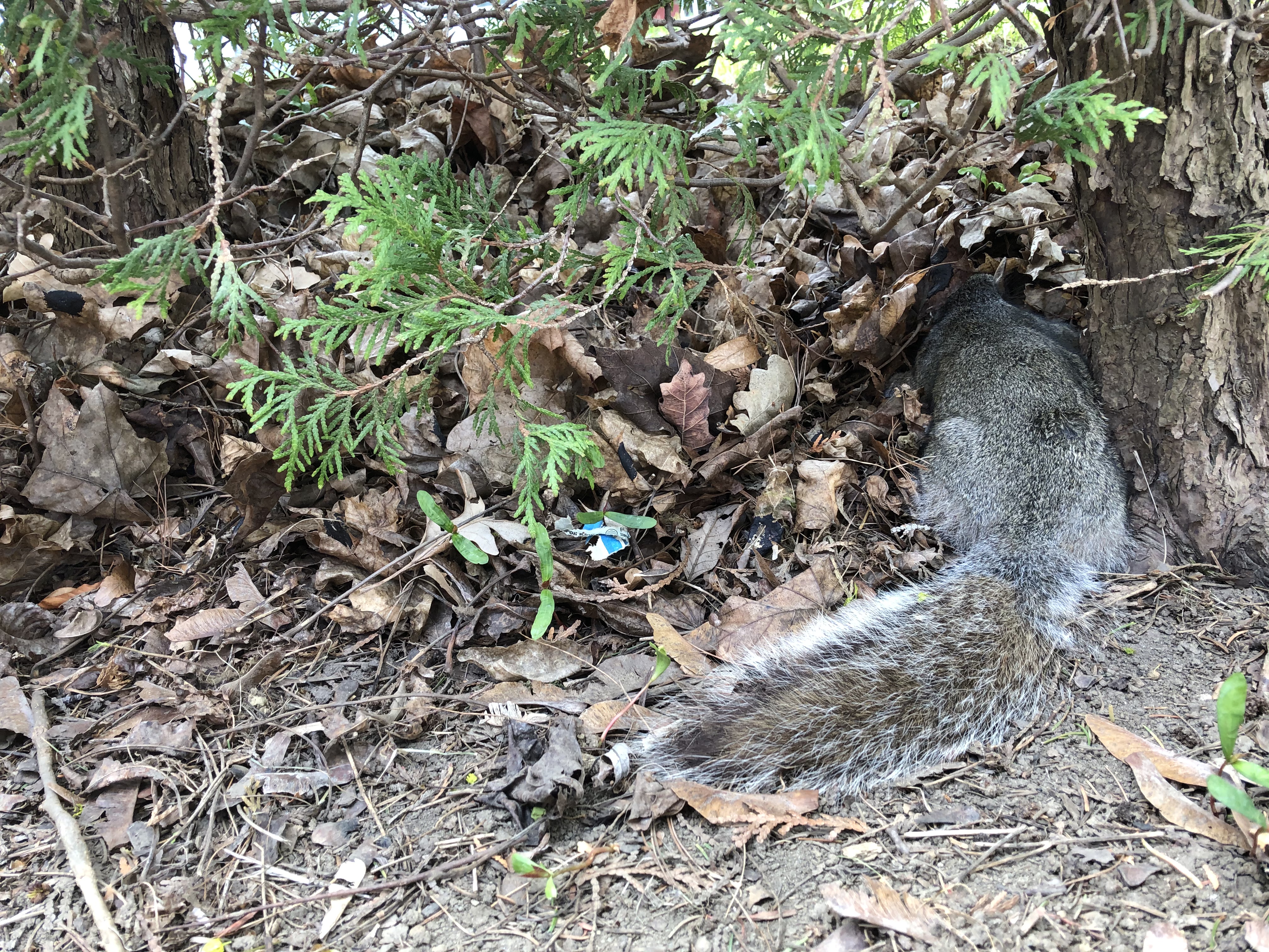 Investigation has been launched following the discovery of dead squirrels found close to one another