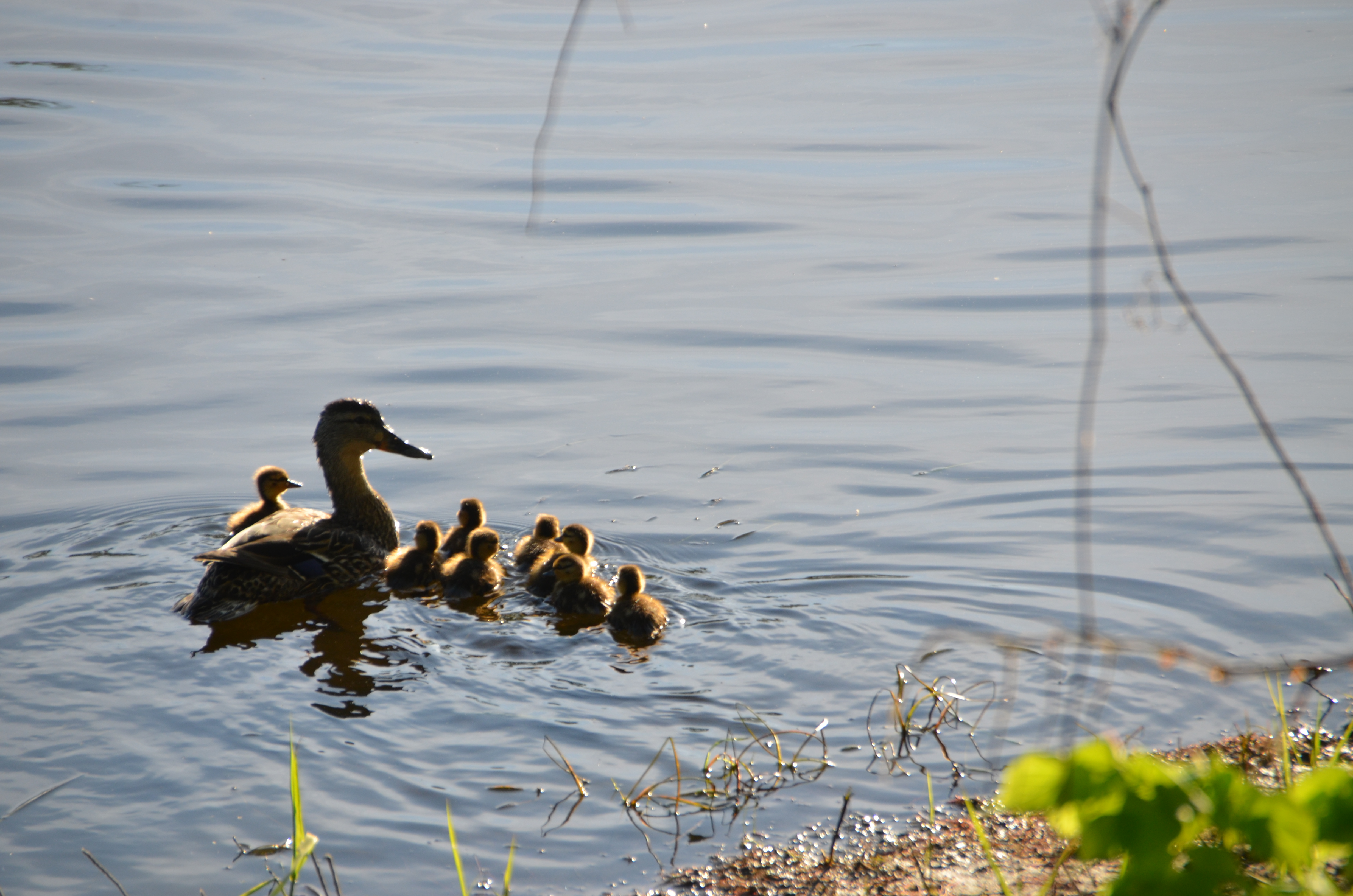 VIDÉO – Le déjeuner de la famille canard