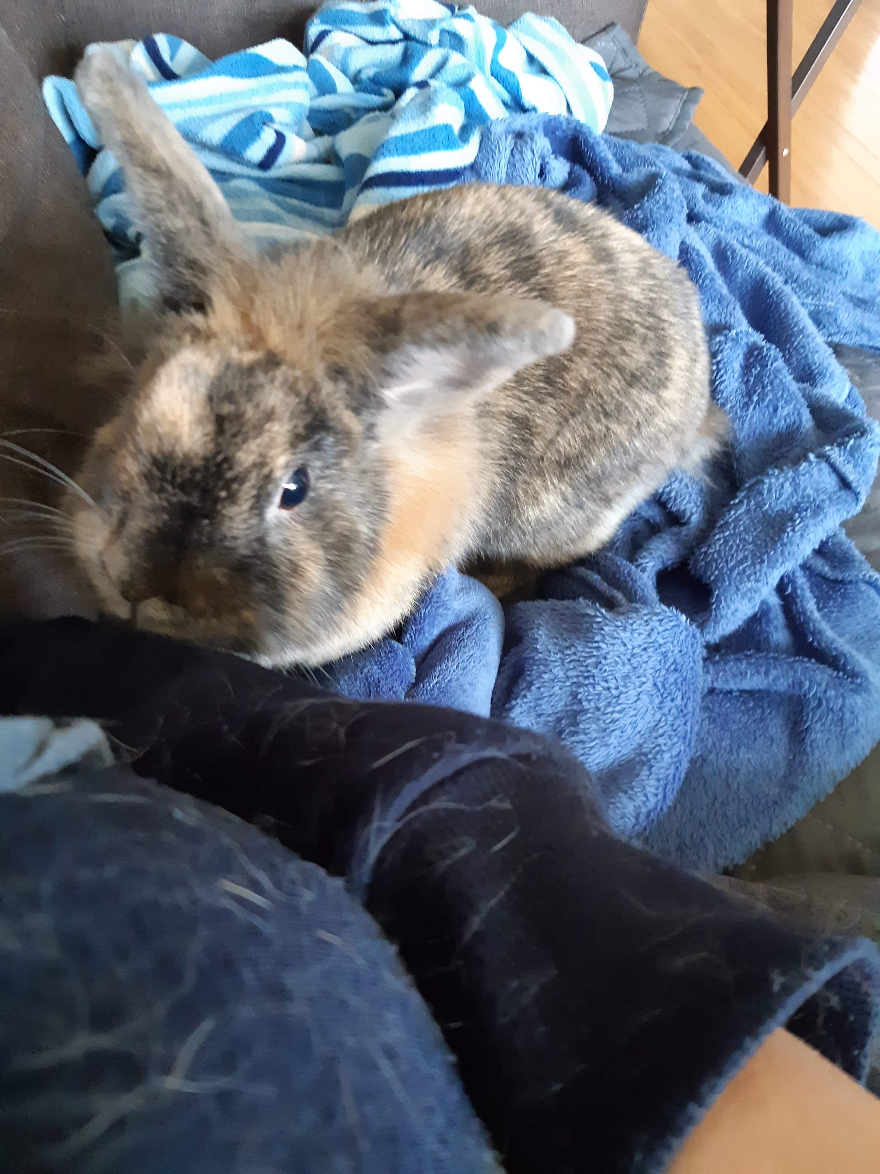 Problème de lapins errants à Châteauguay