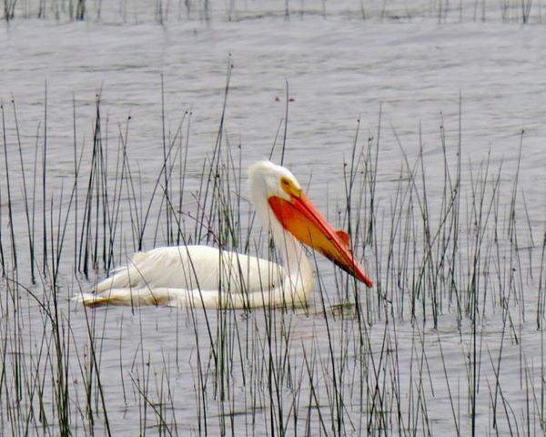 Image illustrant l'article: Un oiseau rare dans la région