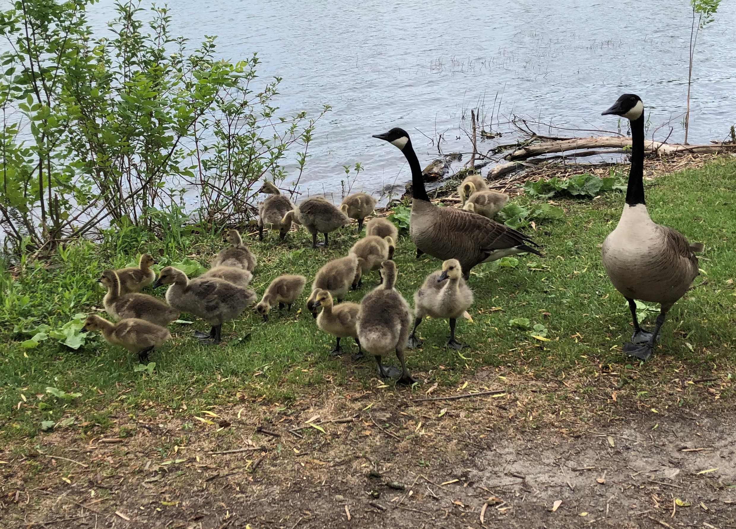 Des oiseaux élèvent une nombreuse marmaille à Châteauguay