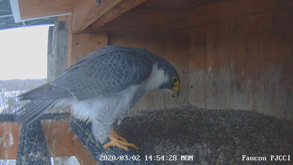 Image illustrant l'article: Drone à la recherche de nids au pont Mercier