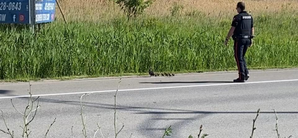 VIDEO – Peacekeepers to the rescue of a duck family