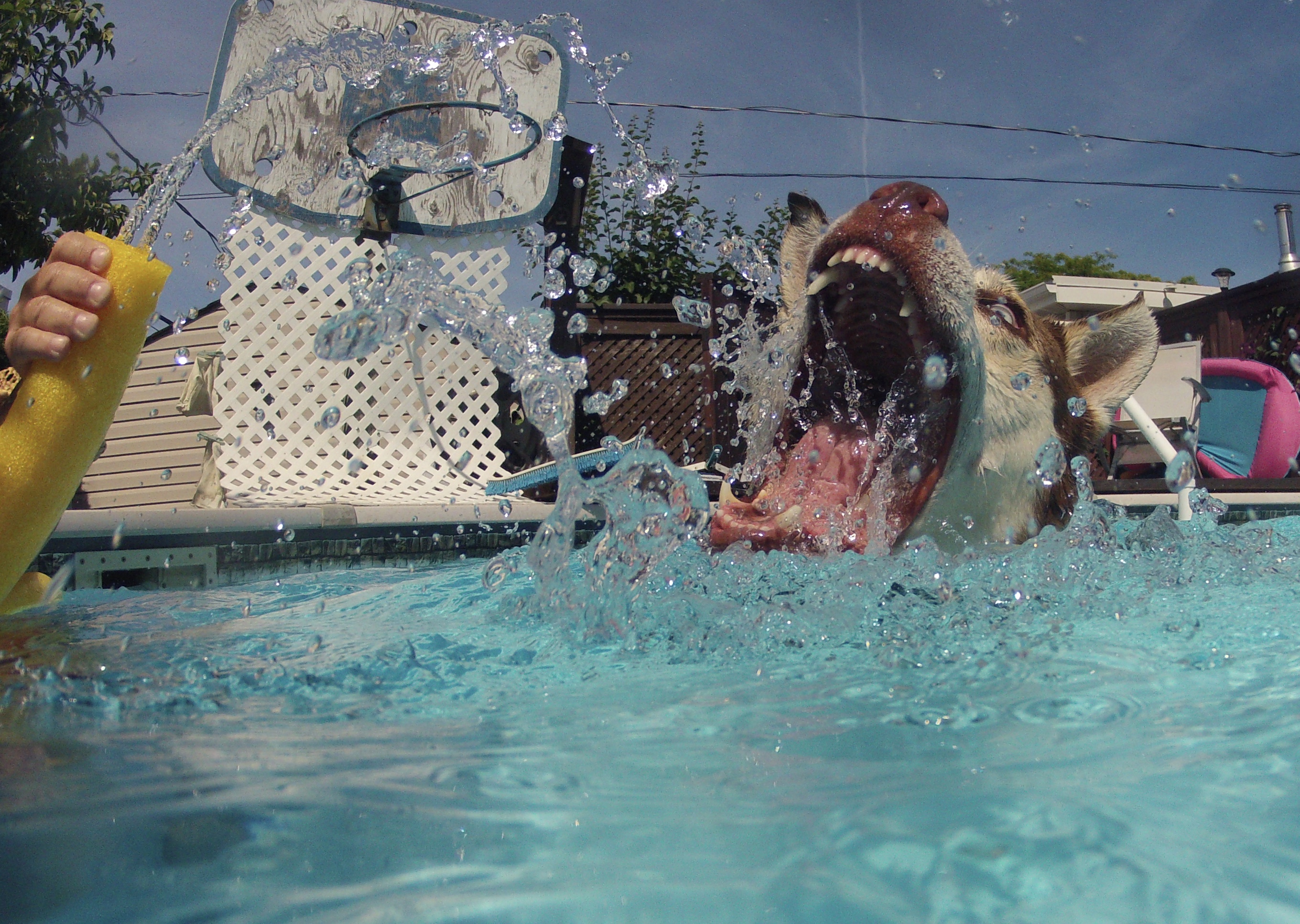 En vidéo – Les dents de la piscine