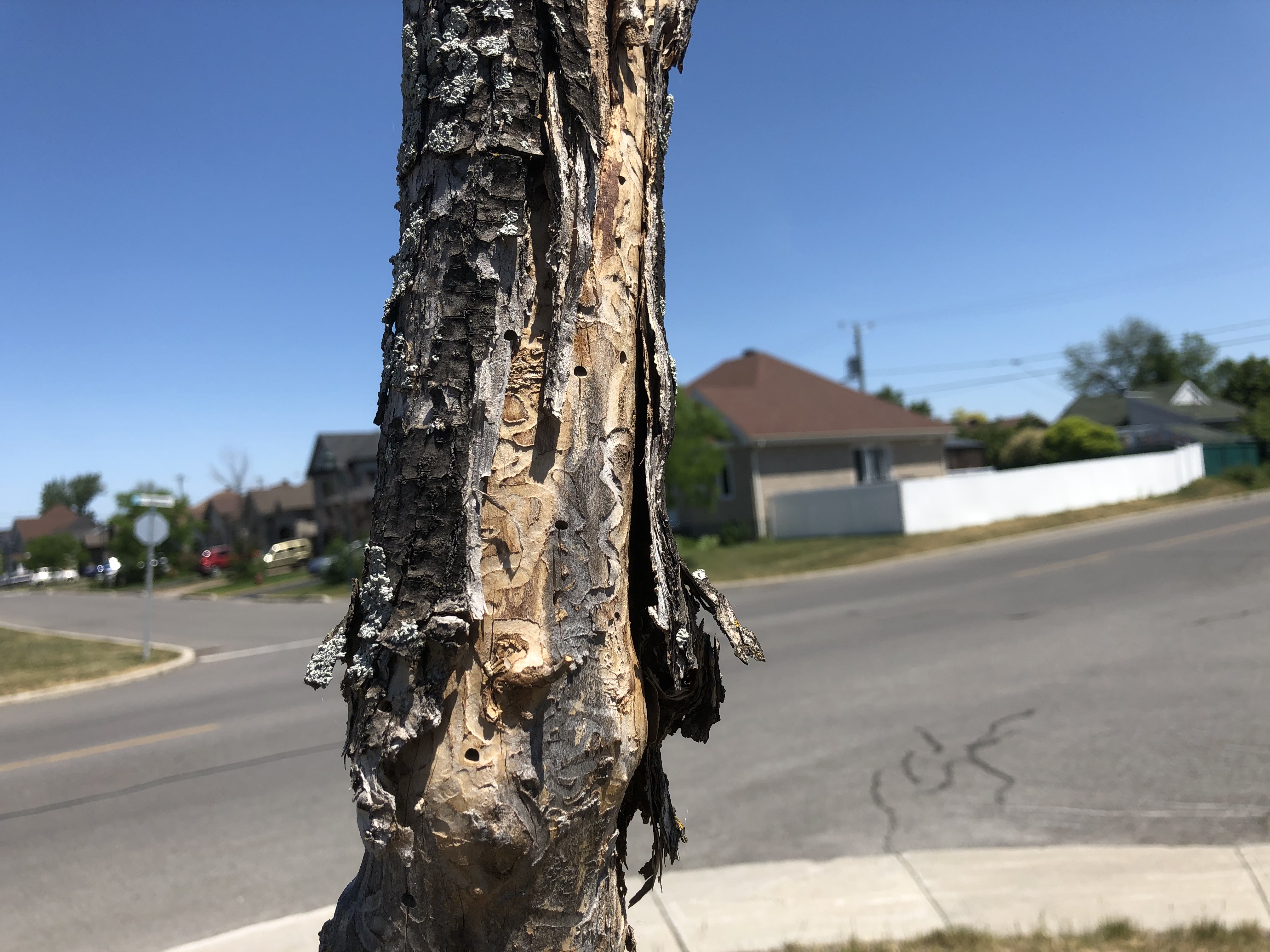 Contrat accordé pour faire abattre 500 arbres morts ou très mal en point à Châteauguay