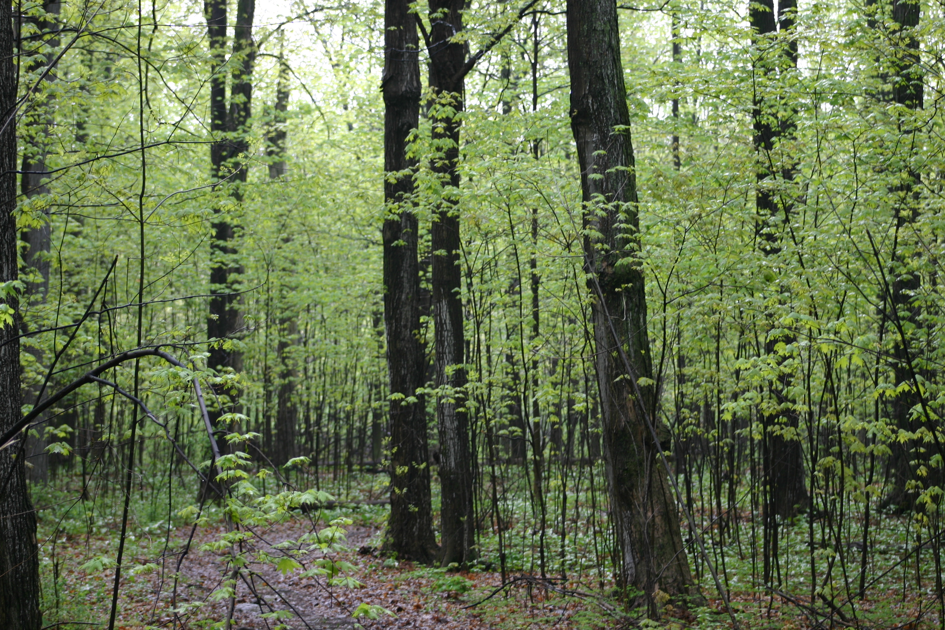 Image illustrant l'article: Un projet de modifications au corridor vert Châteauguay-Léry fait des vagues