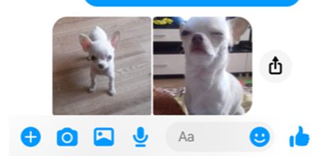 Un chiot « gratuit » qui revient cher