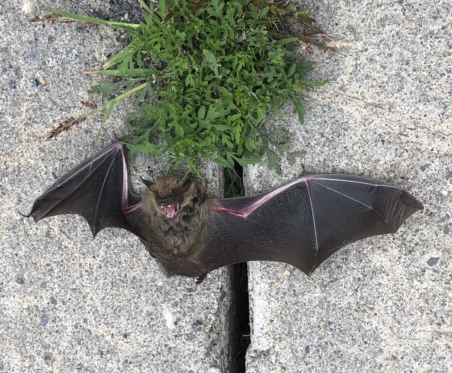 Une chauve-souris échouée sur le pont de la Sauvagine