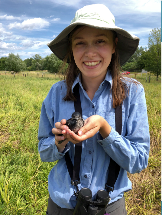 Une hirondelle de Châteauguay au Brésil