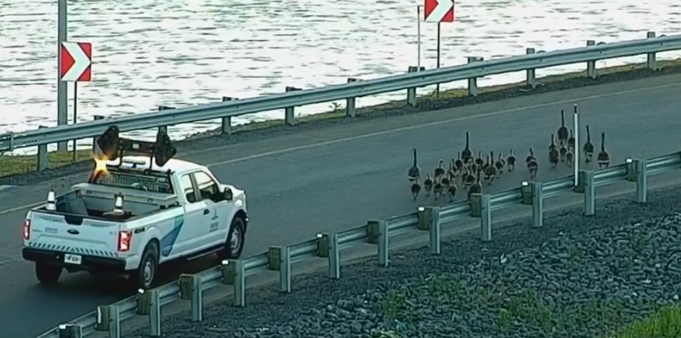 Des travailleurs du pont Samuel-De Champlain escortent des bernaches