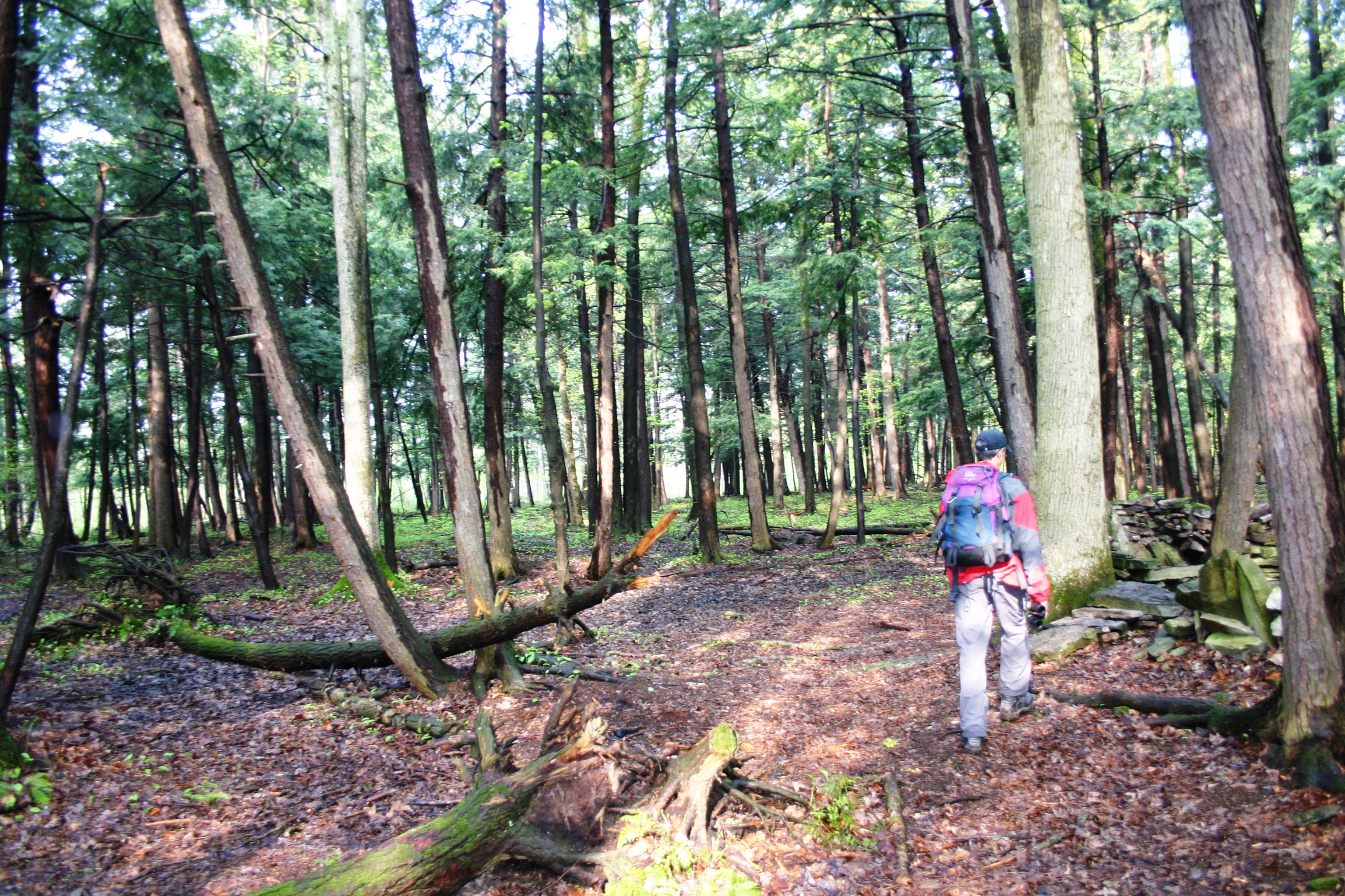 Image illustrant l'article: Citizen consulted on green corridor