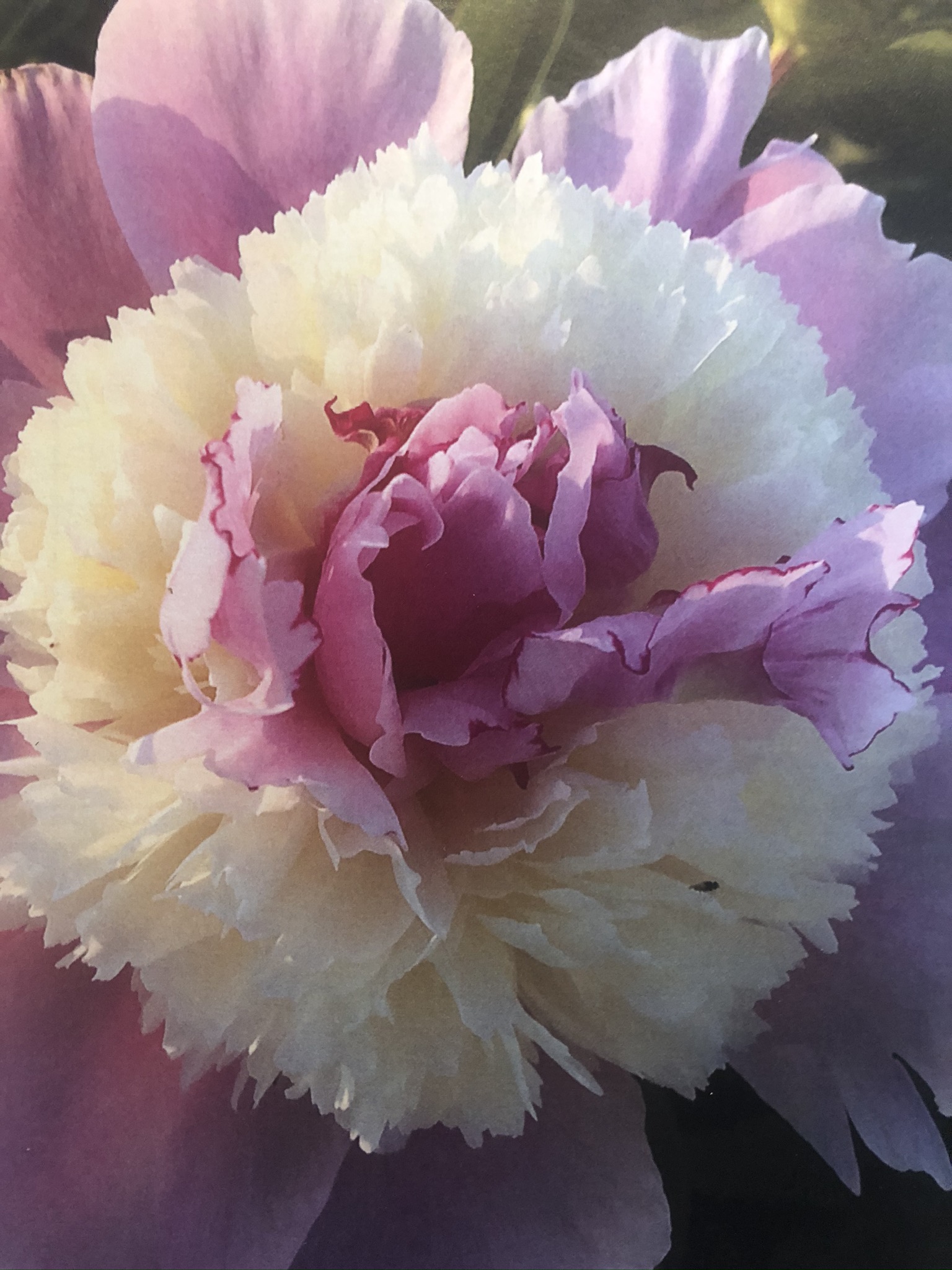 La pivoine Colonel Michel de Salaberry dévoilée