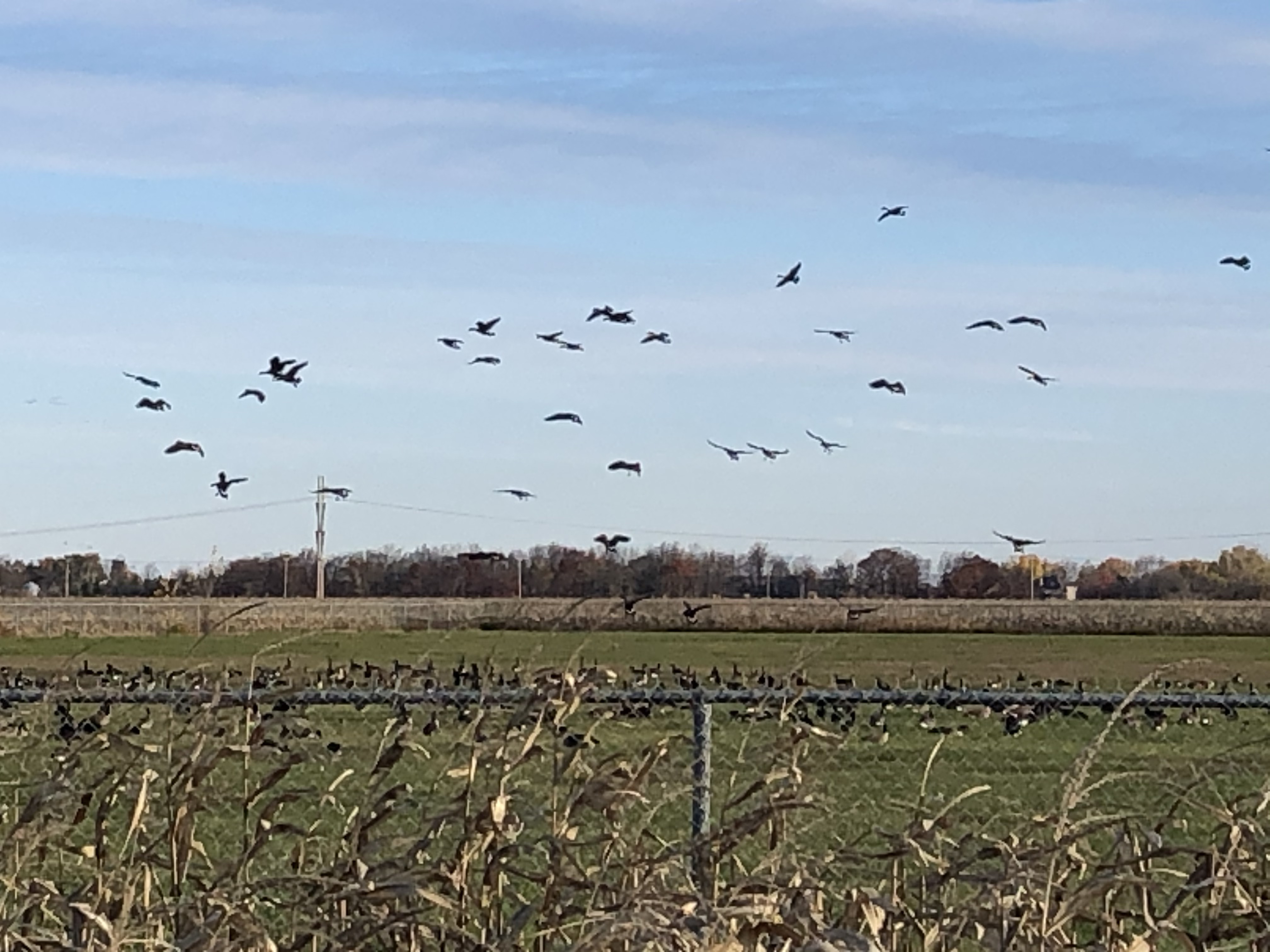 En vidéo – Le champ des oies