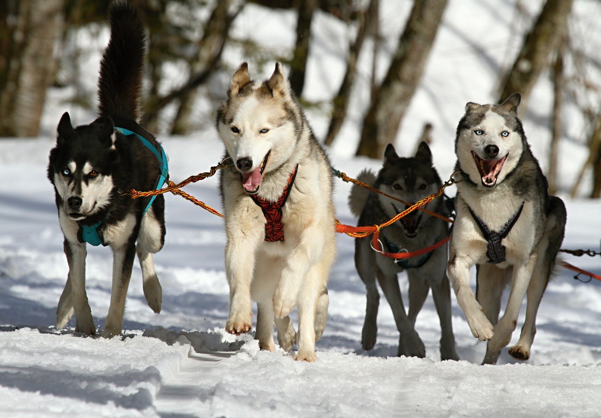 Quand la police a tué 1000 chiens de traîneau