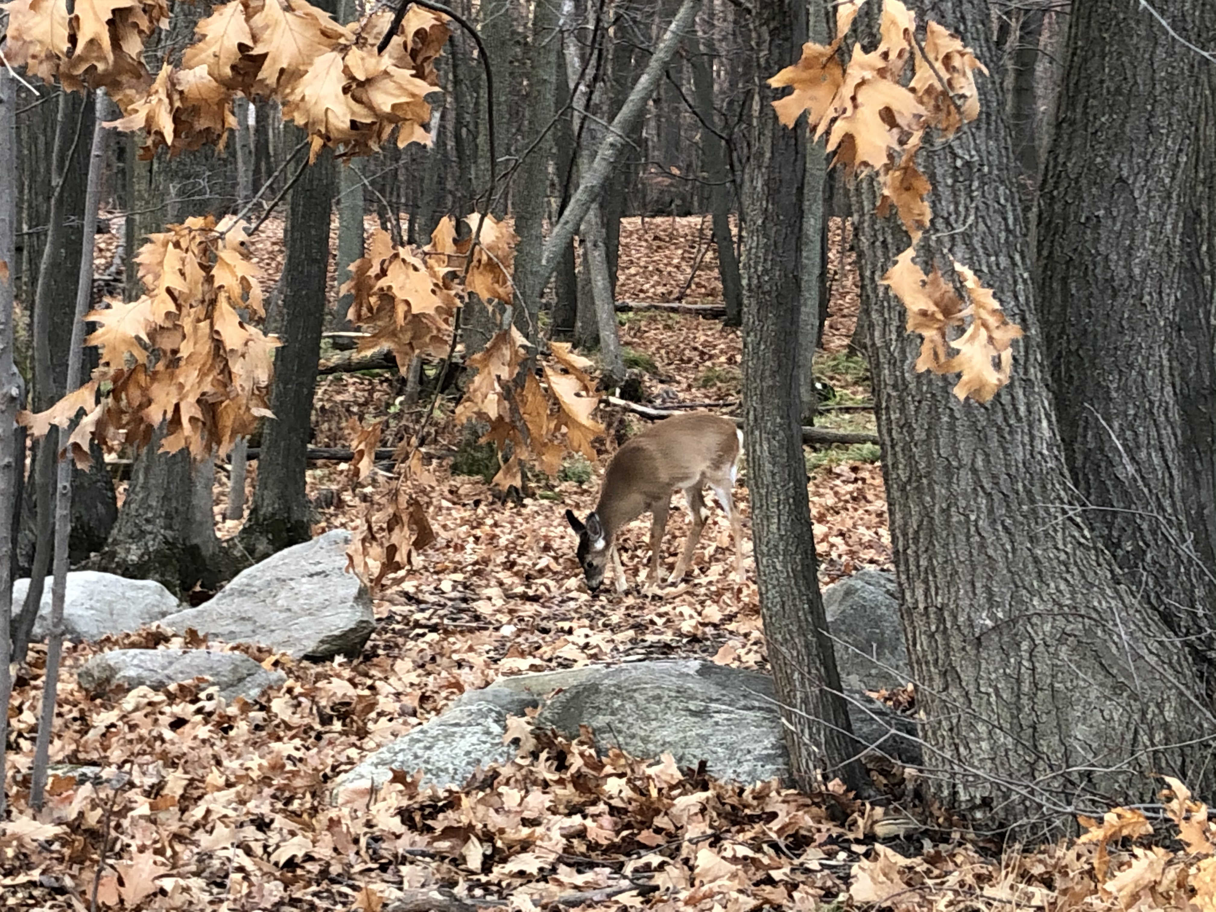 Euthanasie de cerfs : « c&rsquo;est ce que Longueuil doit faire », soutient le biologiste Marco Festa-Bianchet