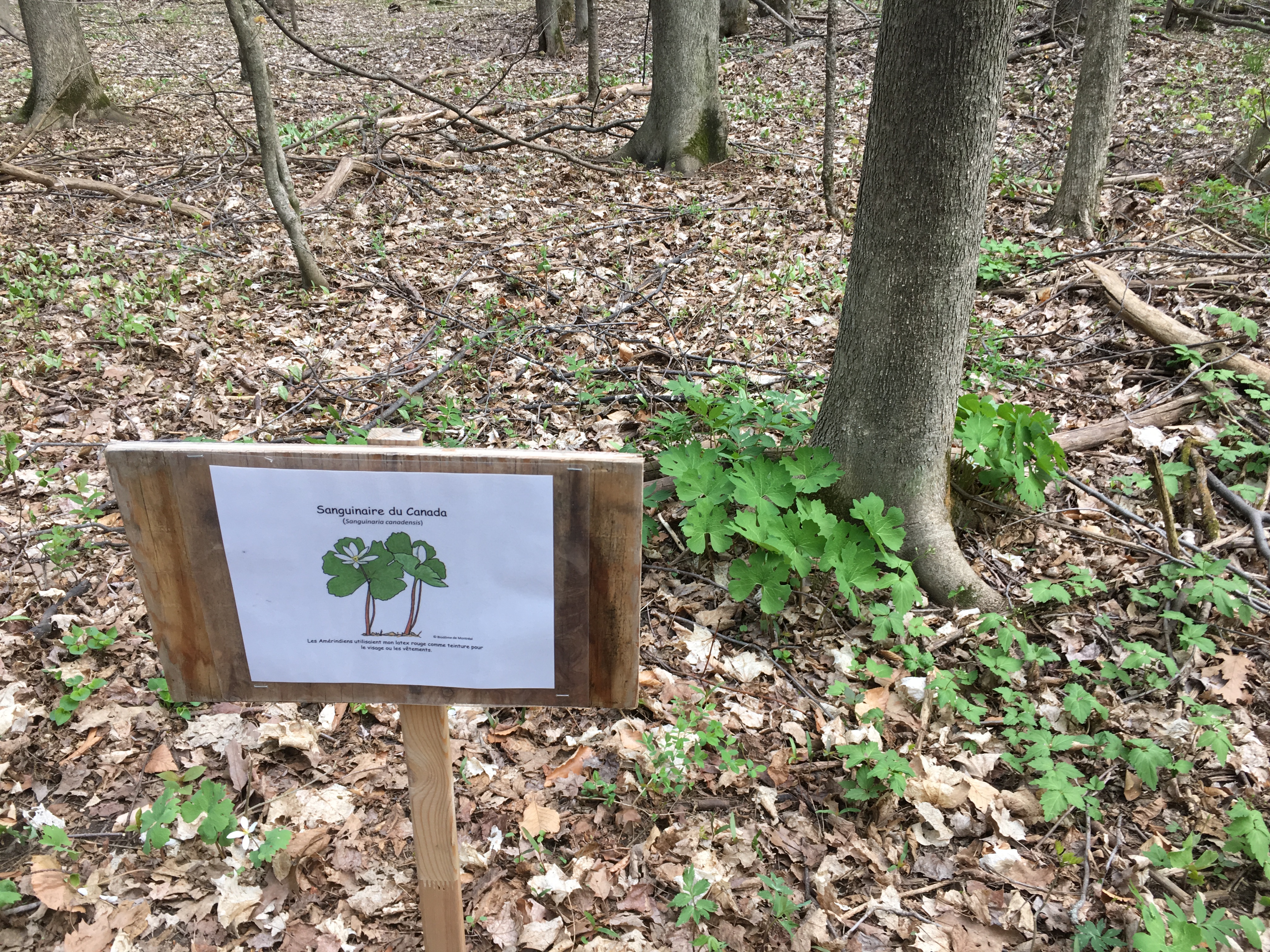La ministre Laforest se prononce sur le boisé Châteauguay-Léry