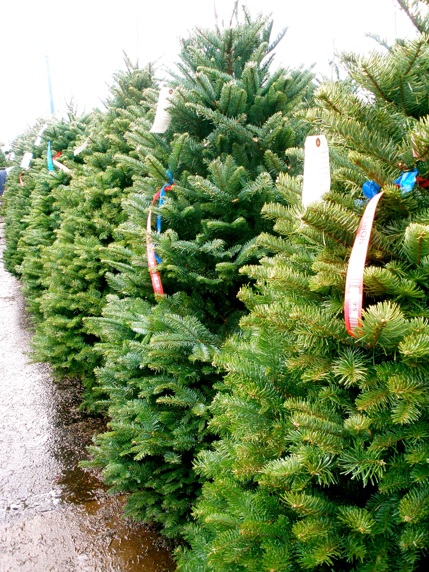 Les années d’or des producteurs de sapins de Noël