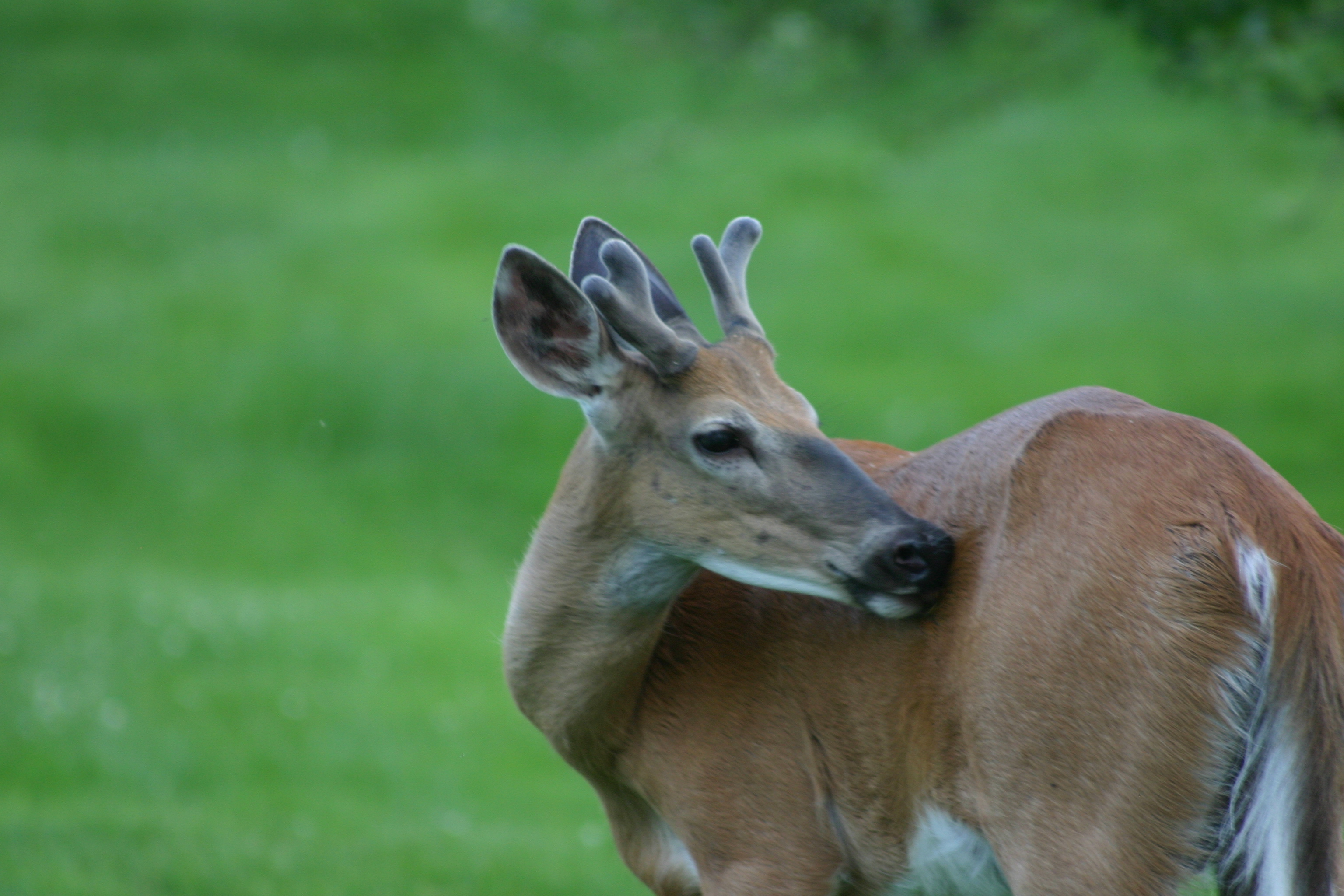 Image illustrant l'article: Pourquoi c'est bête de nourrir un cerf