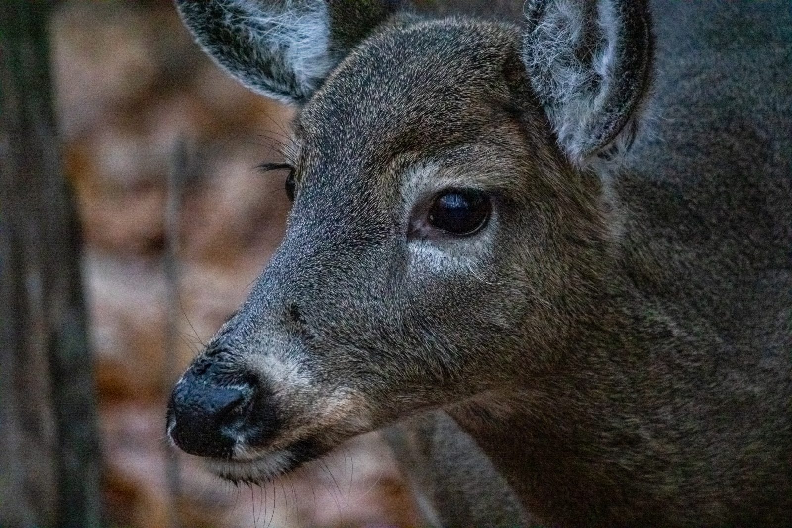 Relocalisation des cerfs : un casse-tête plus compliqué que prévu