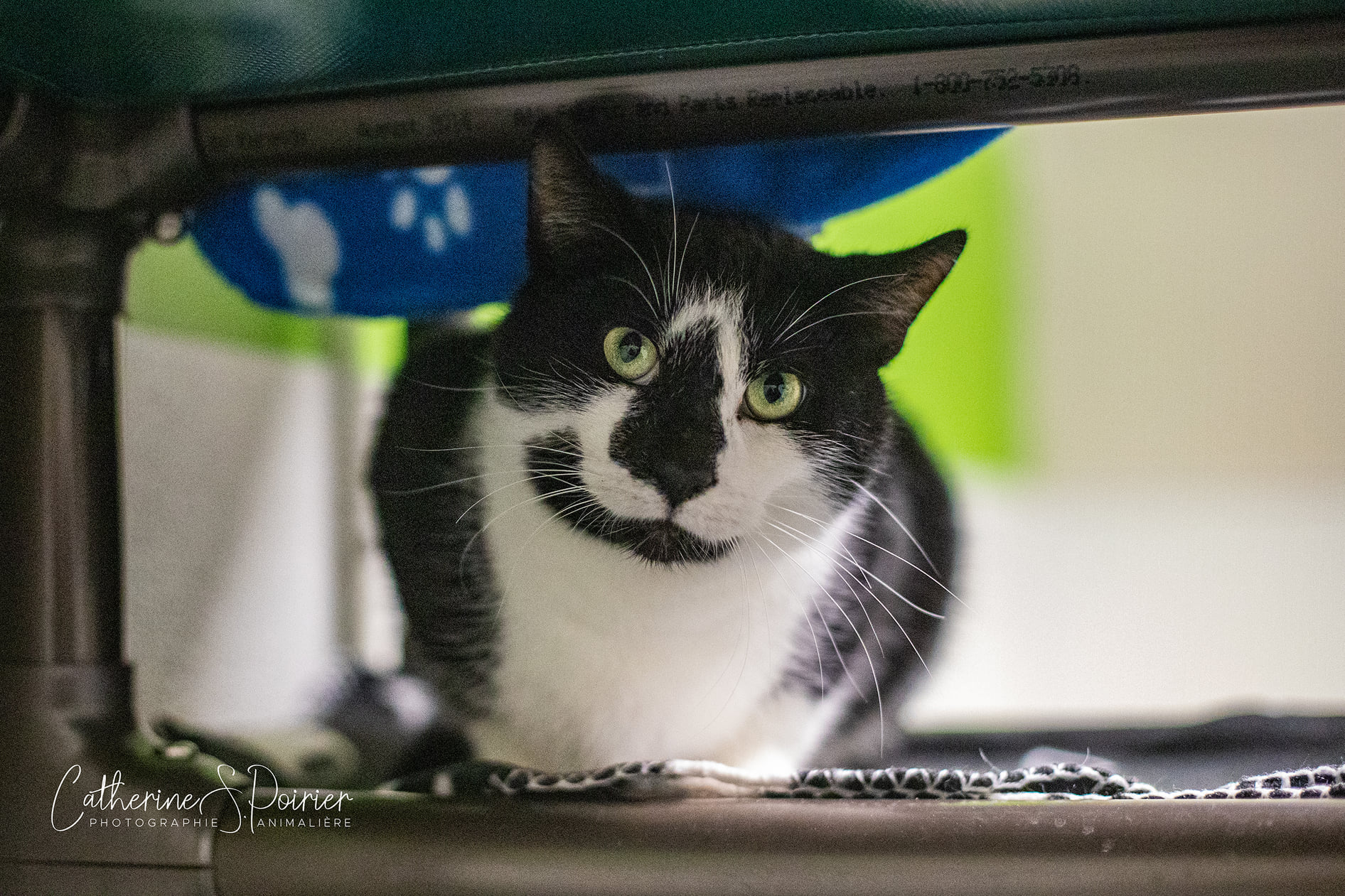 Crunch, la vedette de la semaine