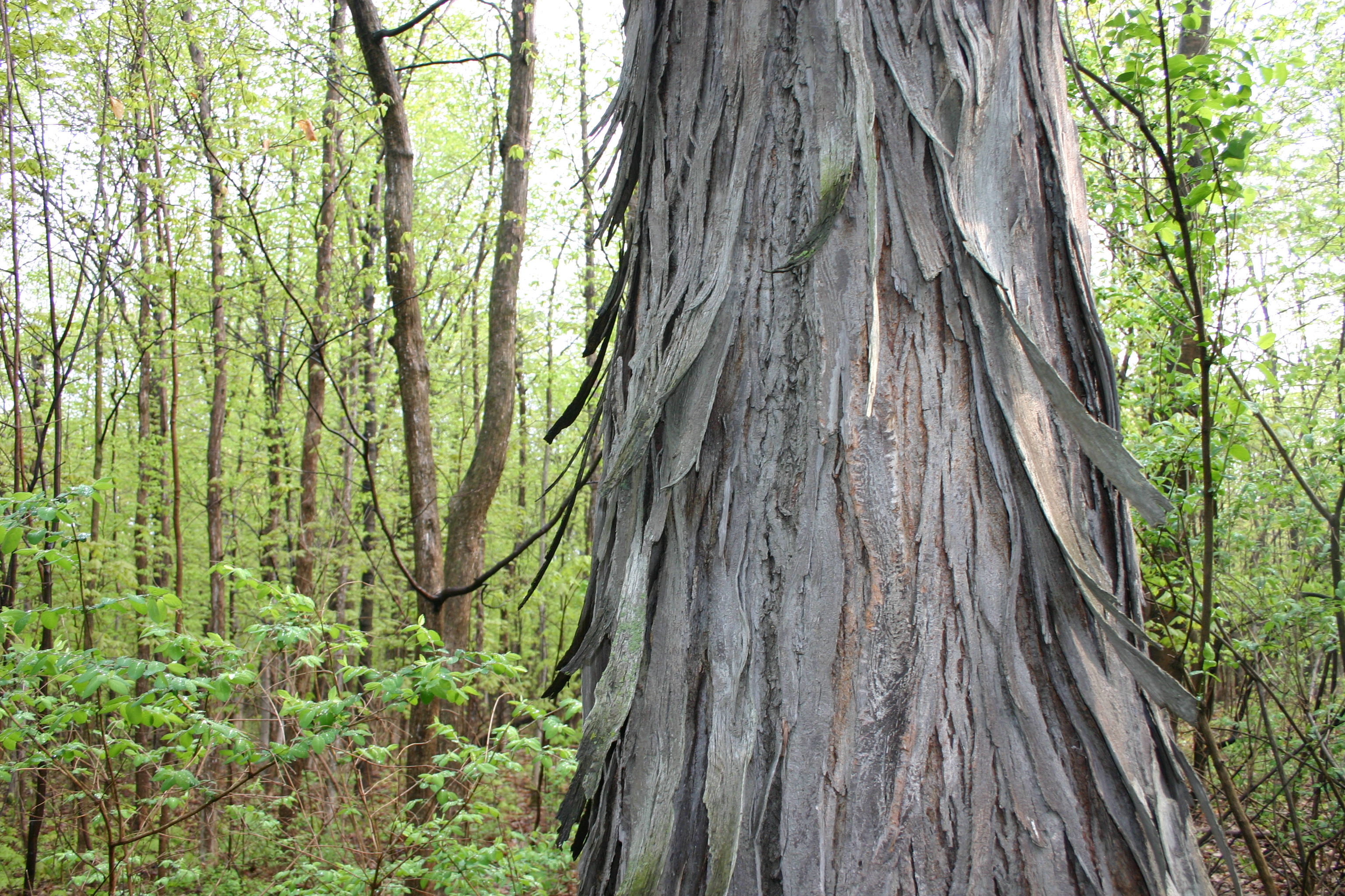 Plusieurs exhortent Québec à convertir le bois Châteauguay-Léry en parc régional