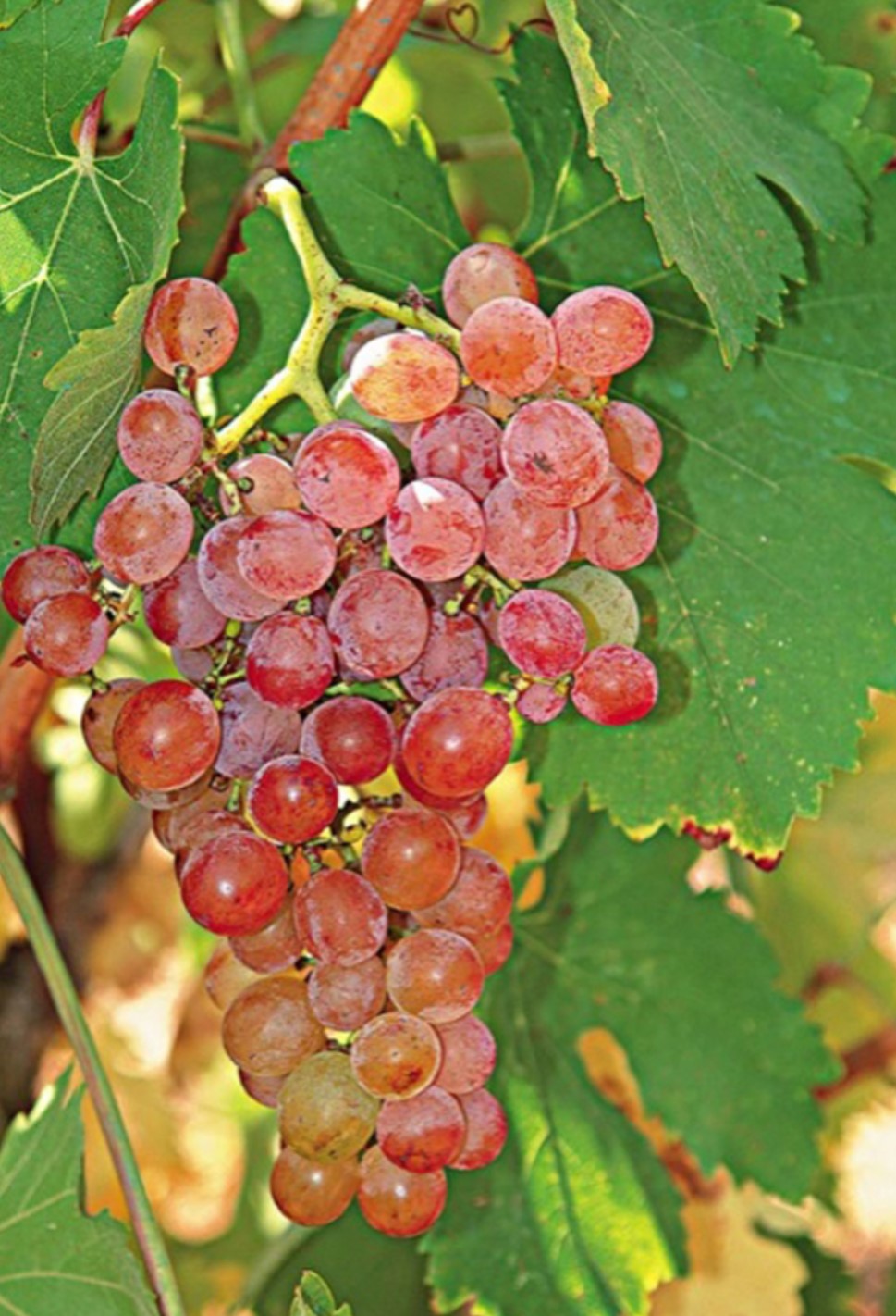 Image illustrant l'article: Des vins grecs en épicerie