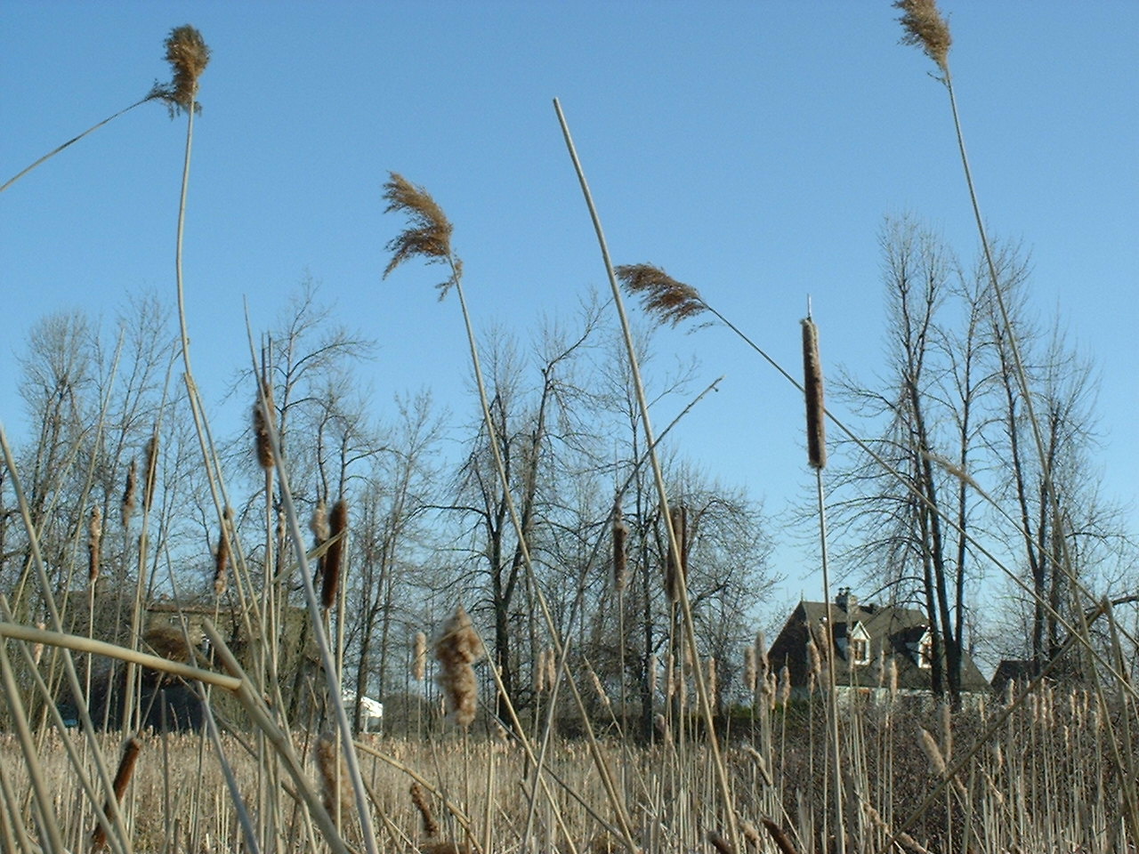 Guerre sous terre : le phragmite s’étend en tuant toutes les autres plantes
