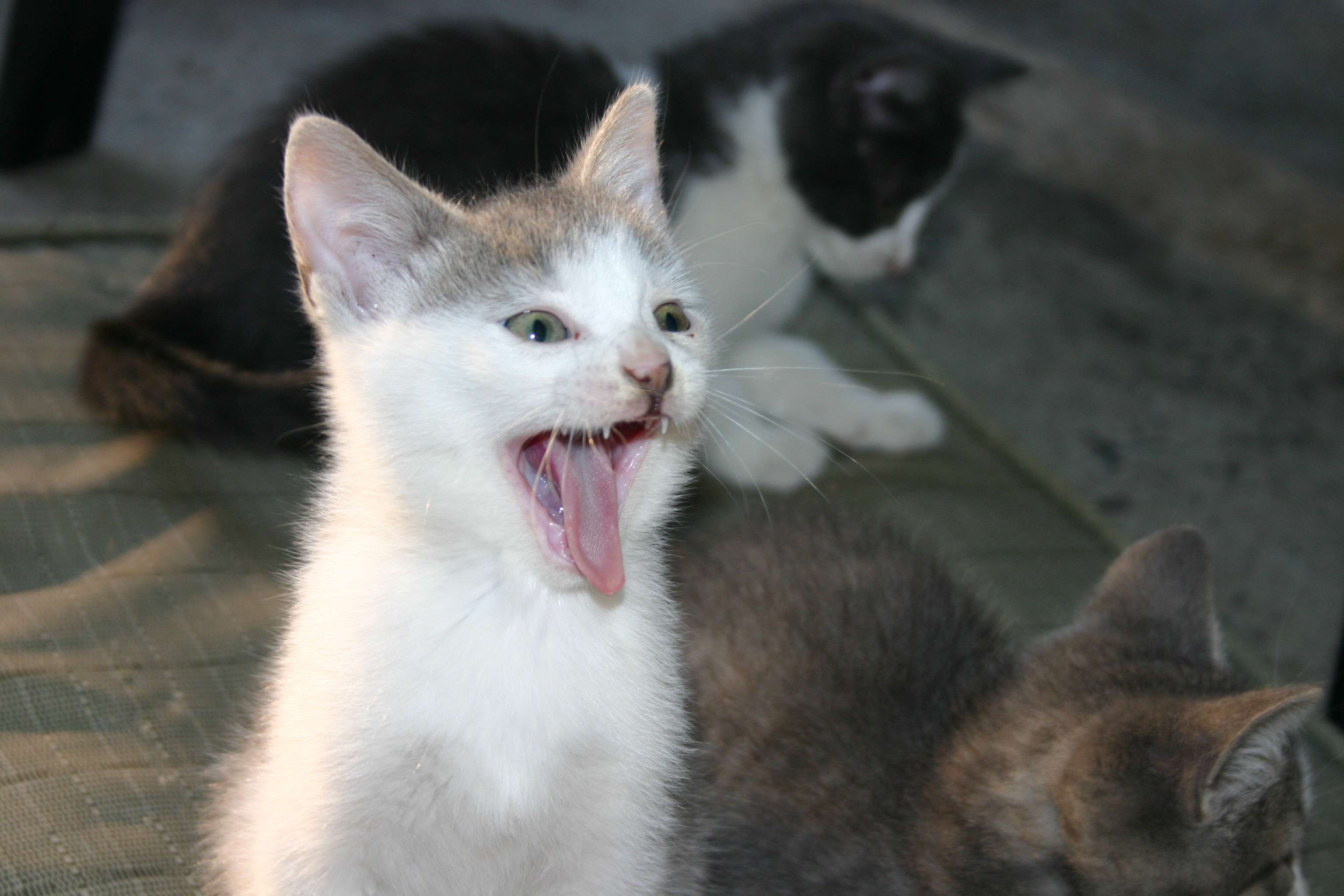 Image illustrant l'article: Gardiens de chats errants stérilisés recherchés à Châteauguay