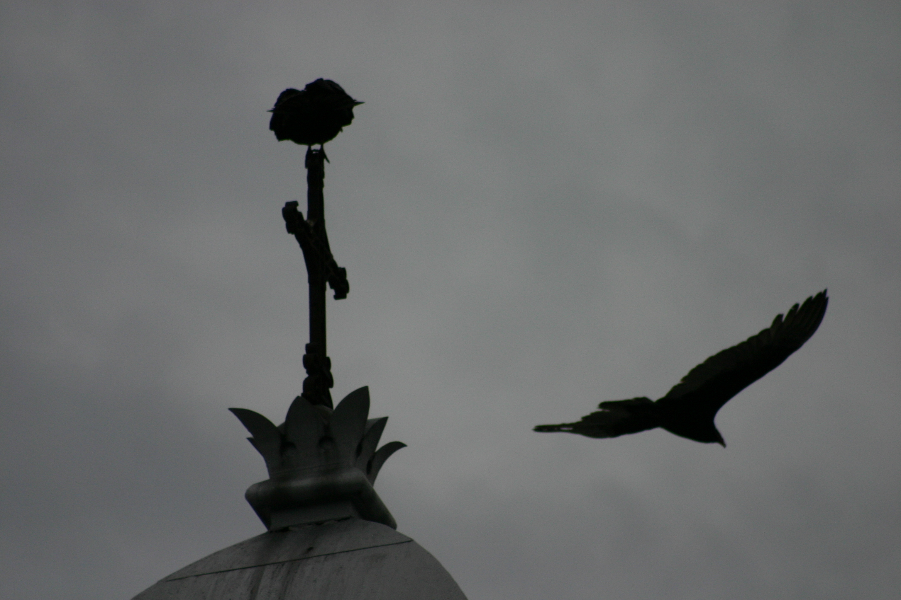 Les urubus sont revenus à la mairie de Châteauguay