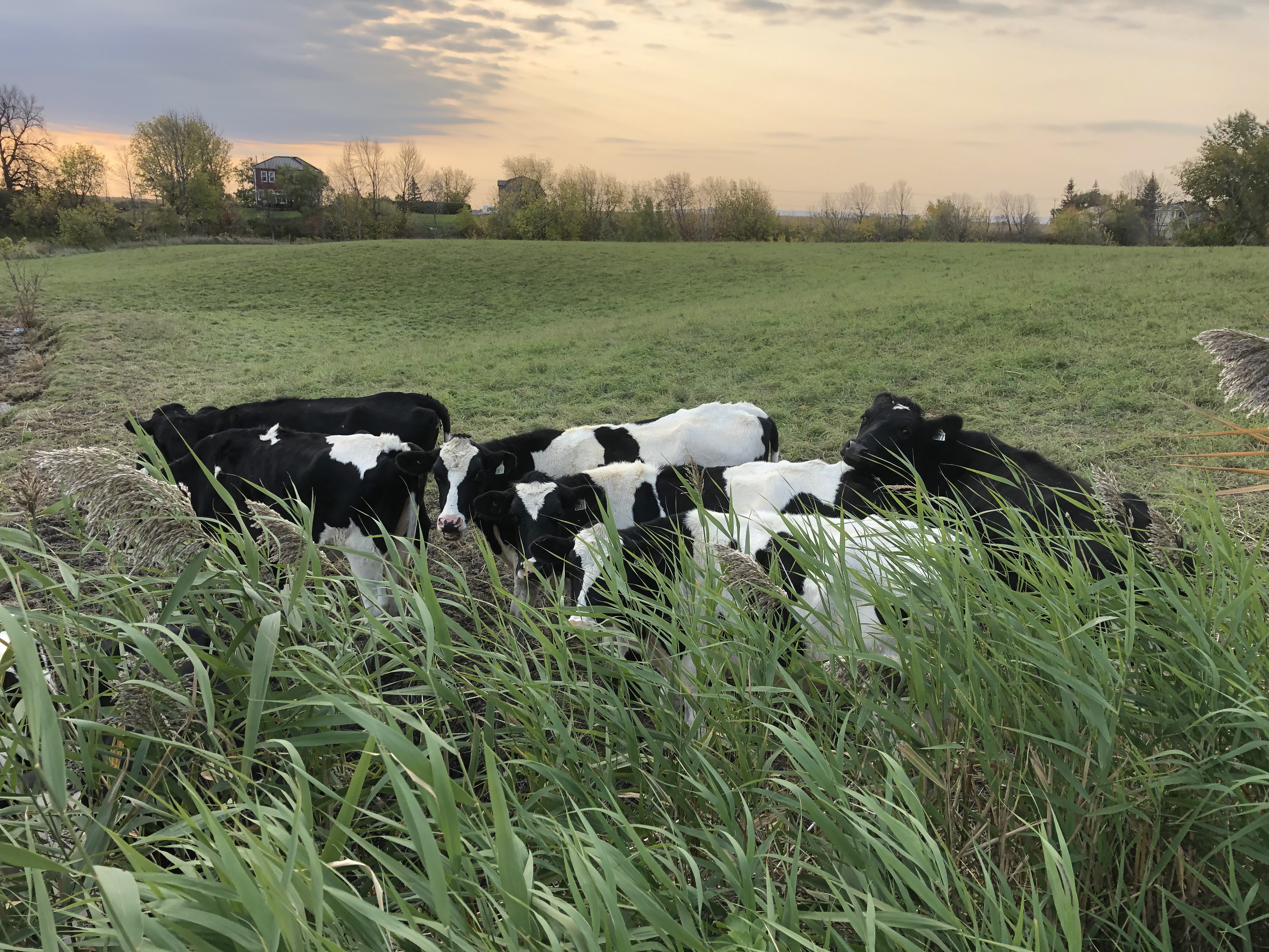 Pas de Portes ouvertes sur les fermes encore cette année