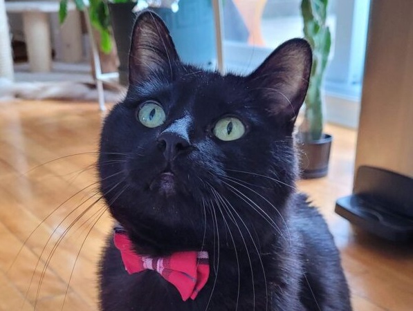 Boomer, la vedette de la semaine