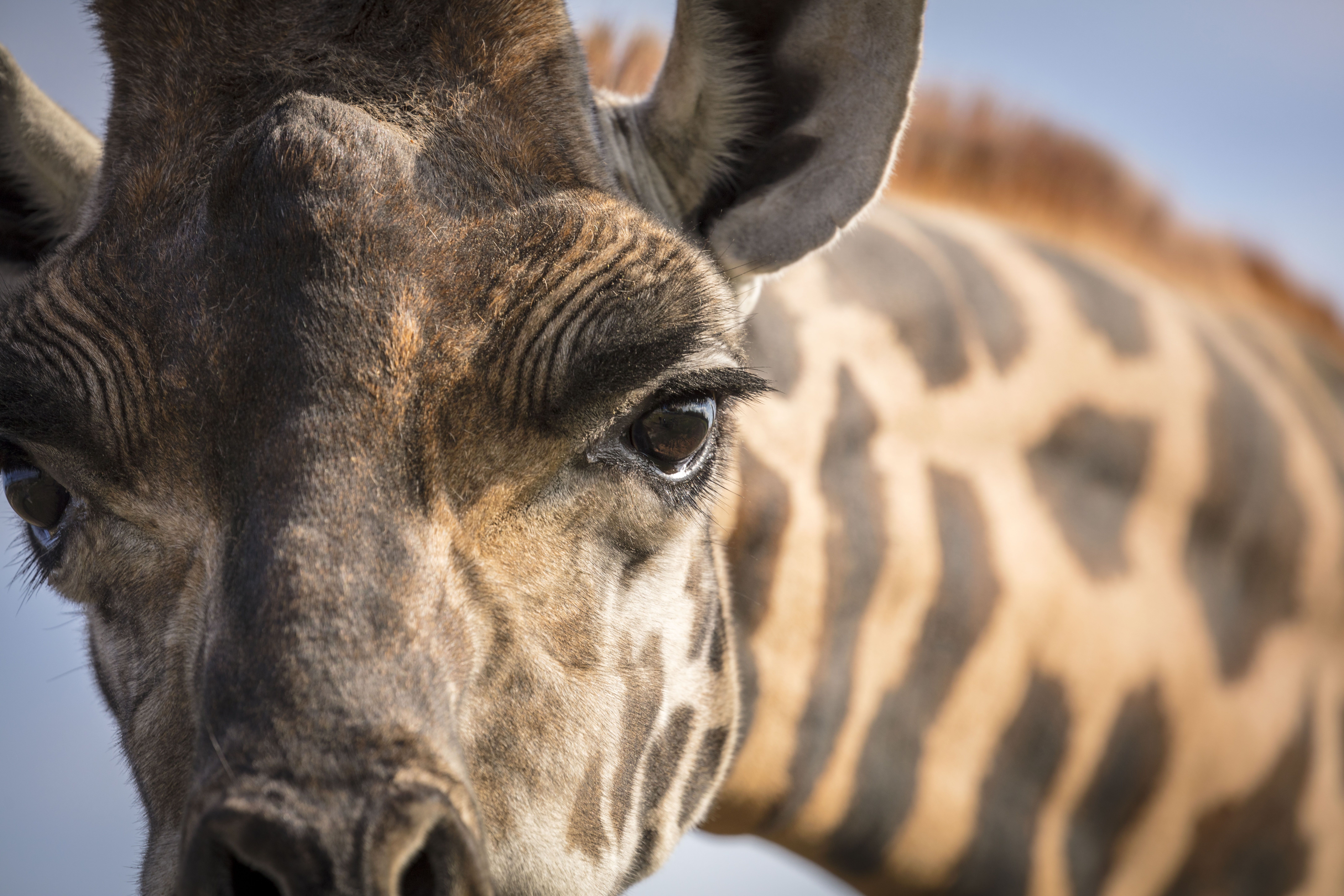 Plusieurs nouveautés offertes cet été au Parc Safari