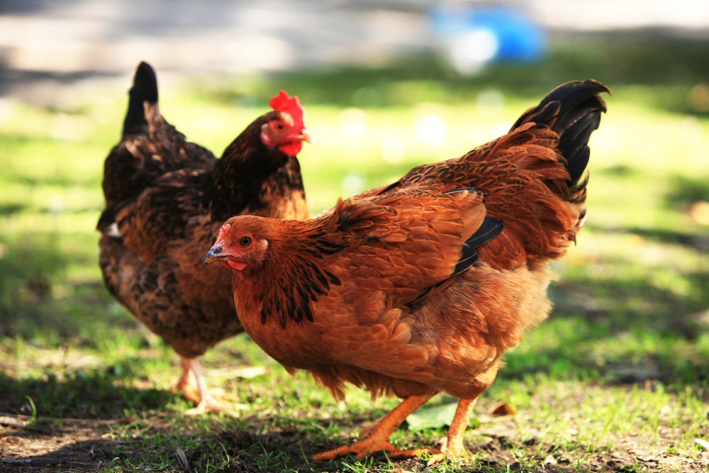 Châteauguay Opens Door for Urban Chicken