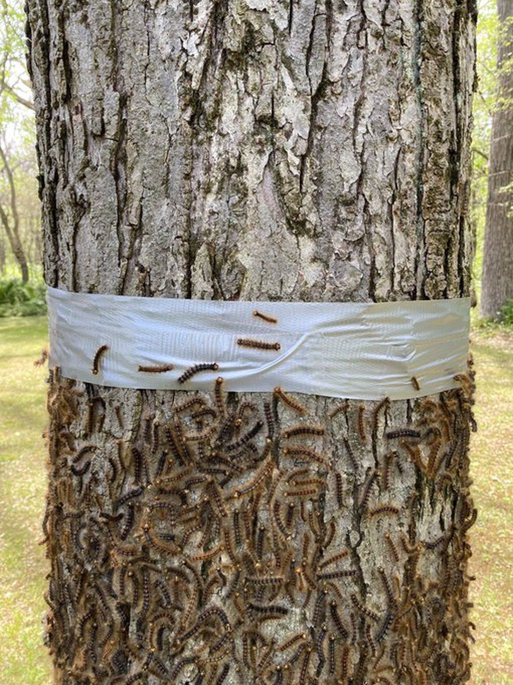 Image illustrant l'article